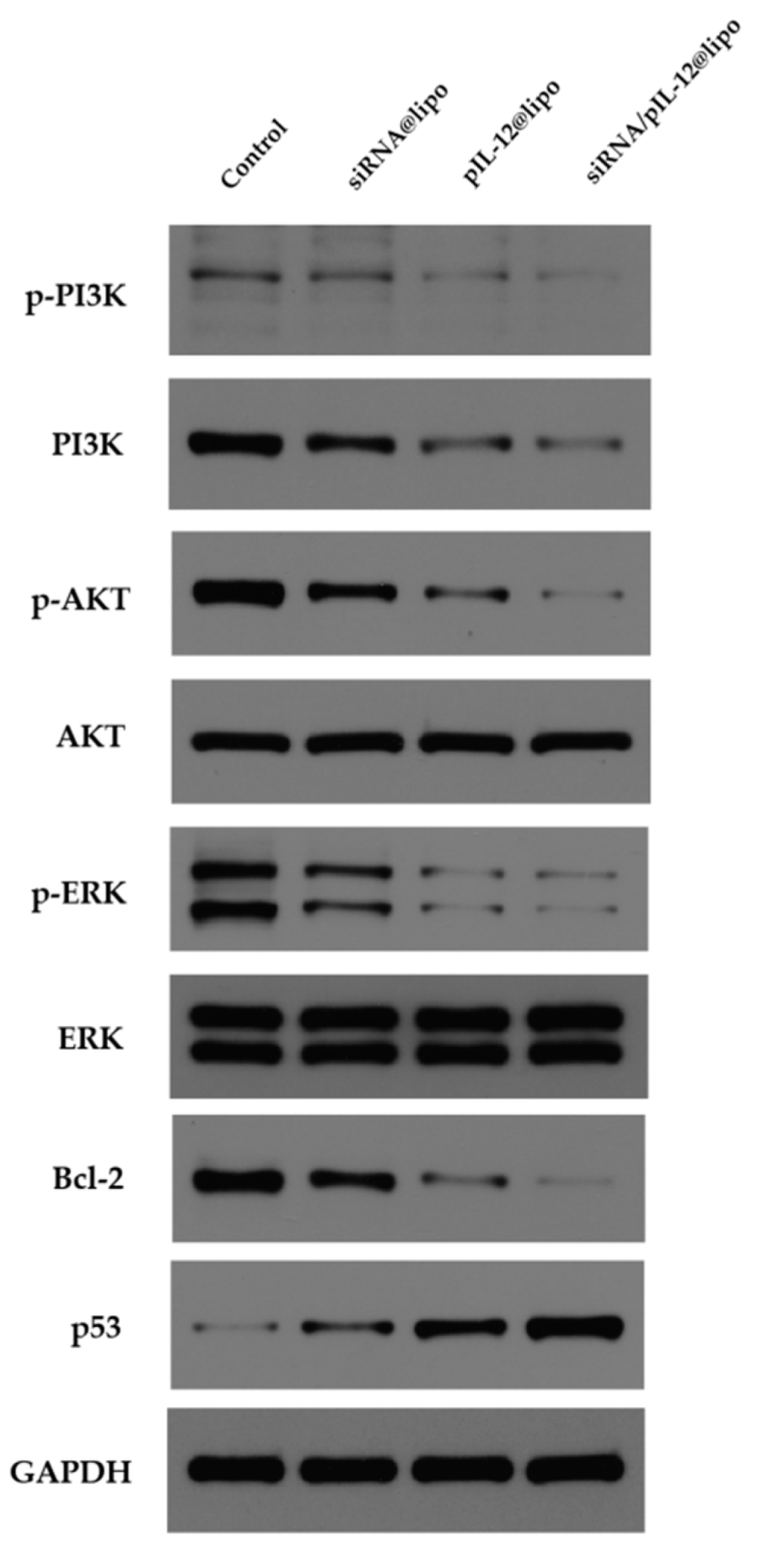 Pharmaceutics 14 01439 g006 550