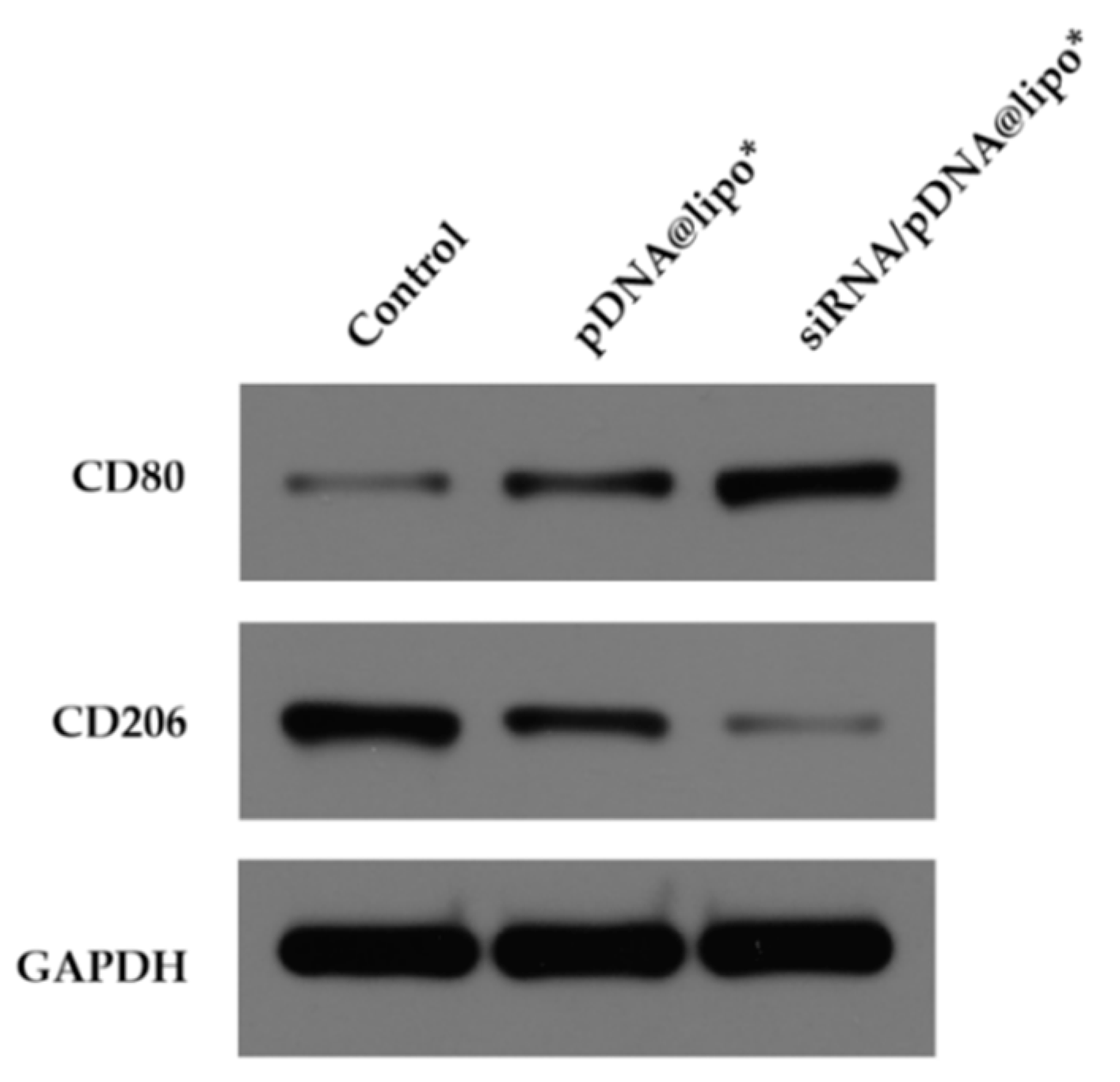 Pharmaceutics 14 01439 g008 550