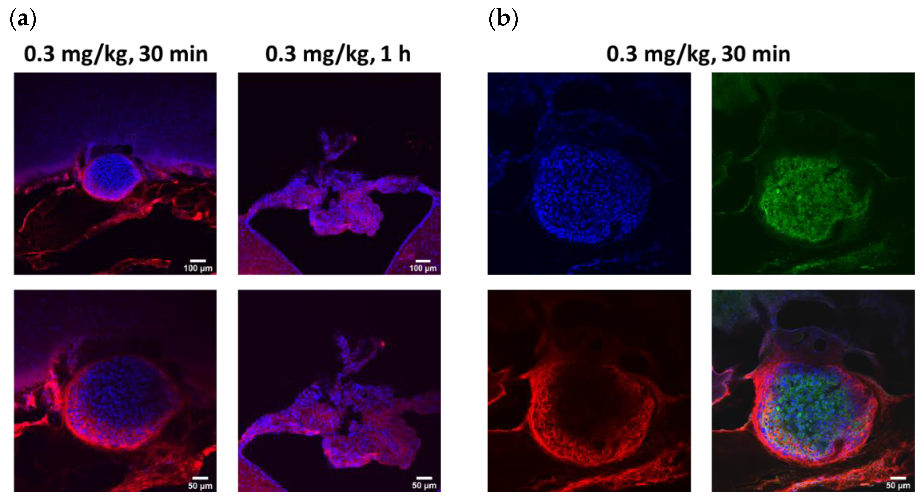 Pharmaceutics 14 01441 g004a 550