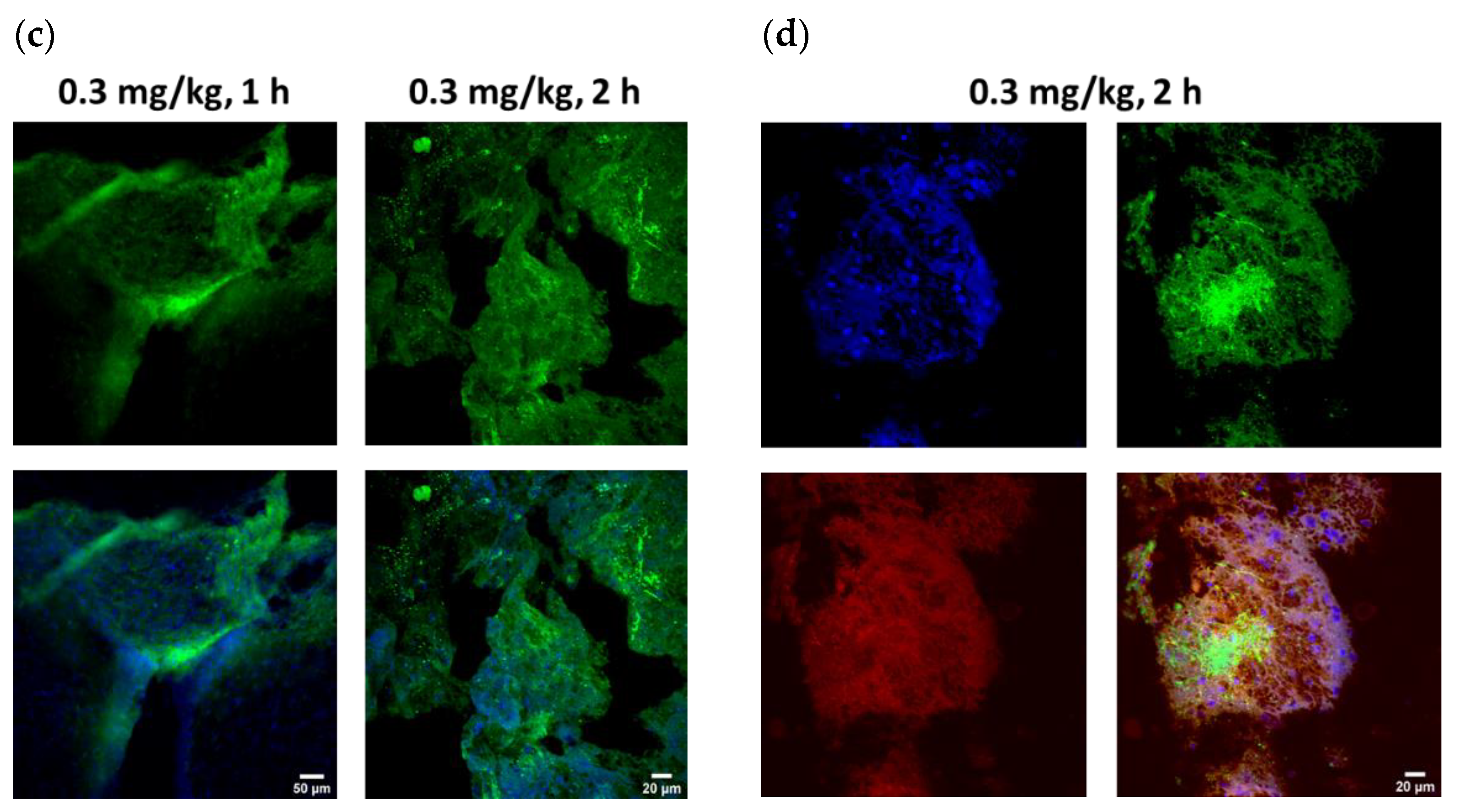 Pharmaceutics 14 01441 g004b 550