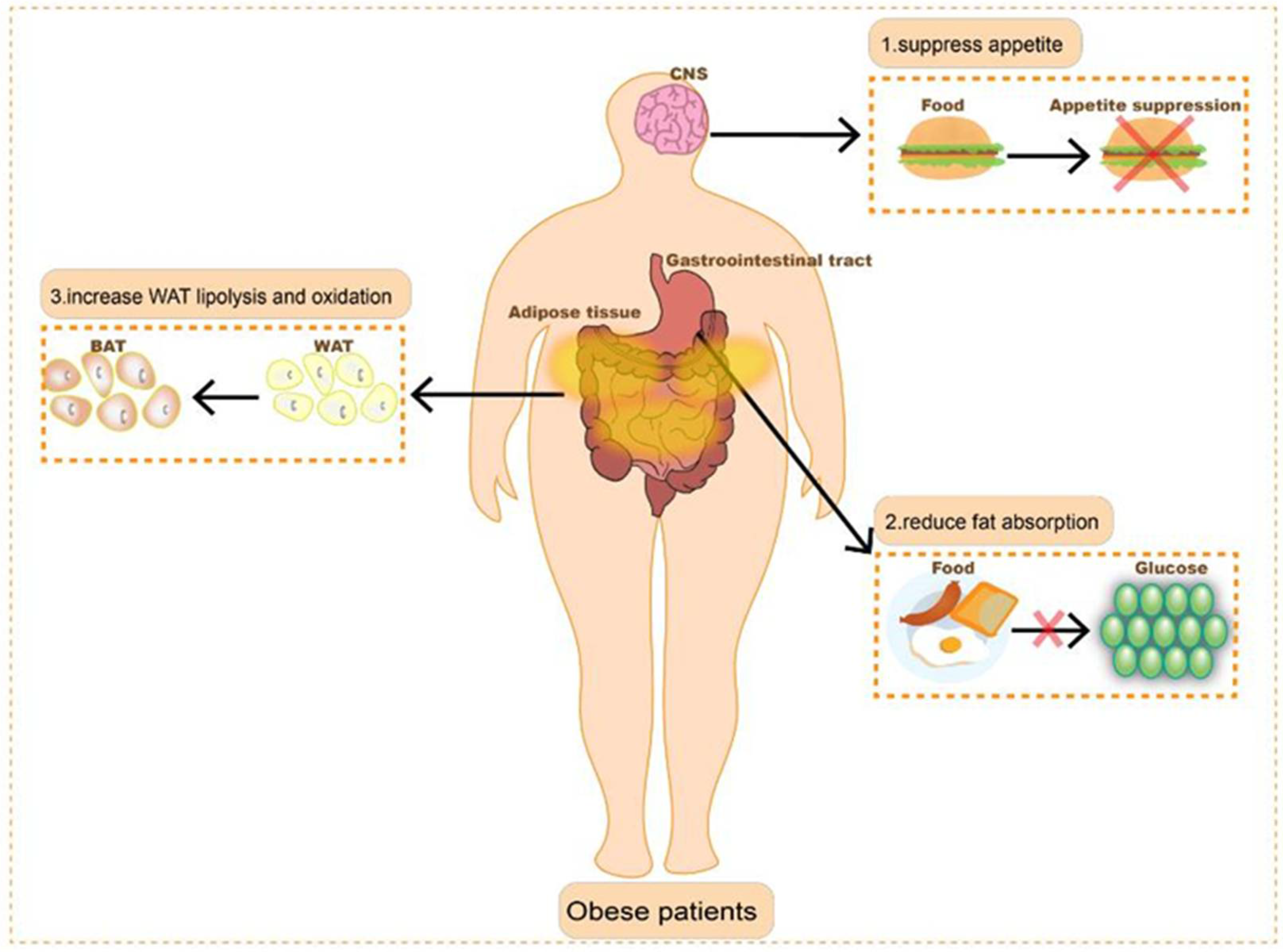 Anti-obesity drugs can shrink more than patients