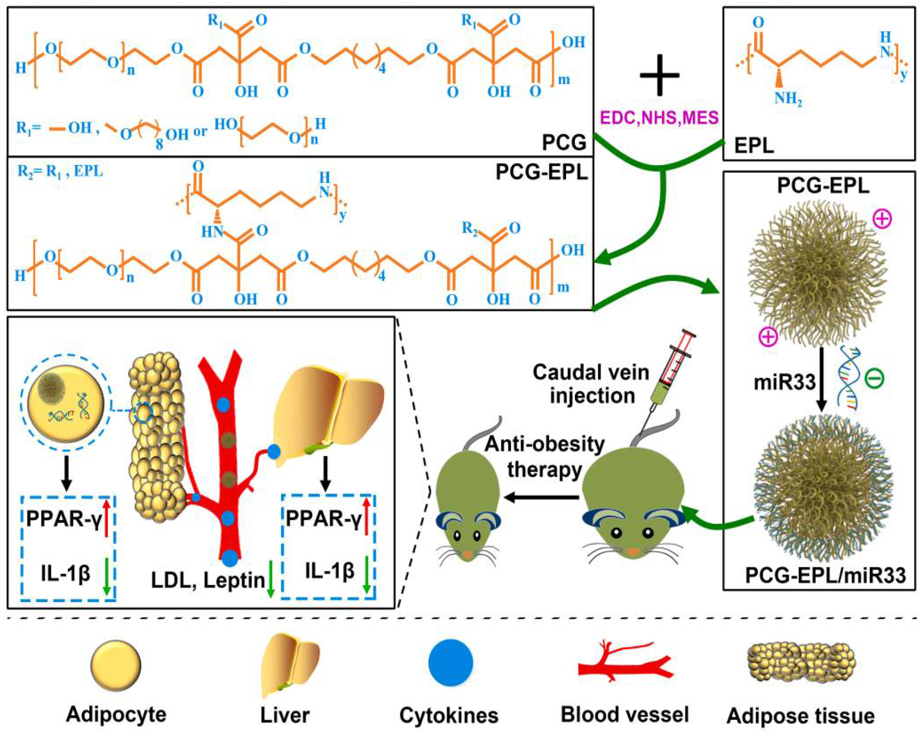 Pharmaceutics 14 01445 g005