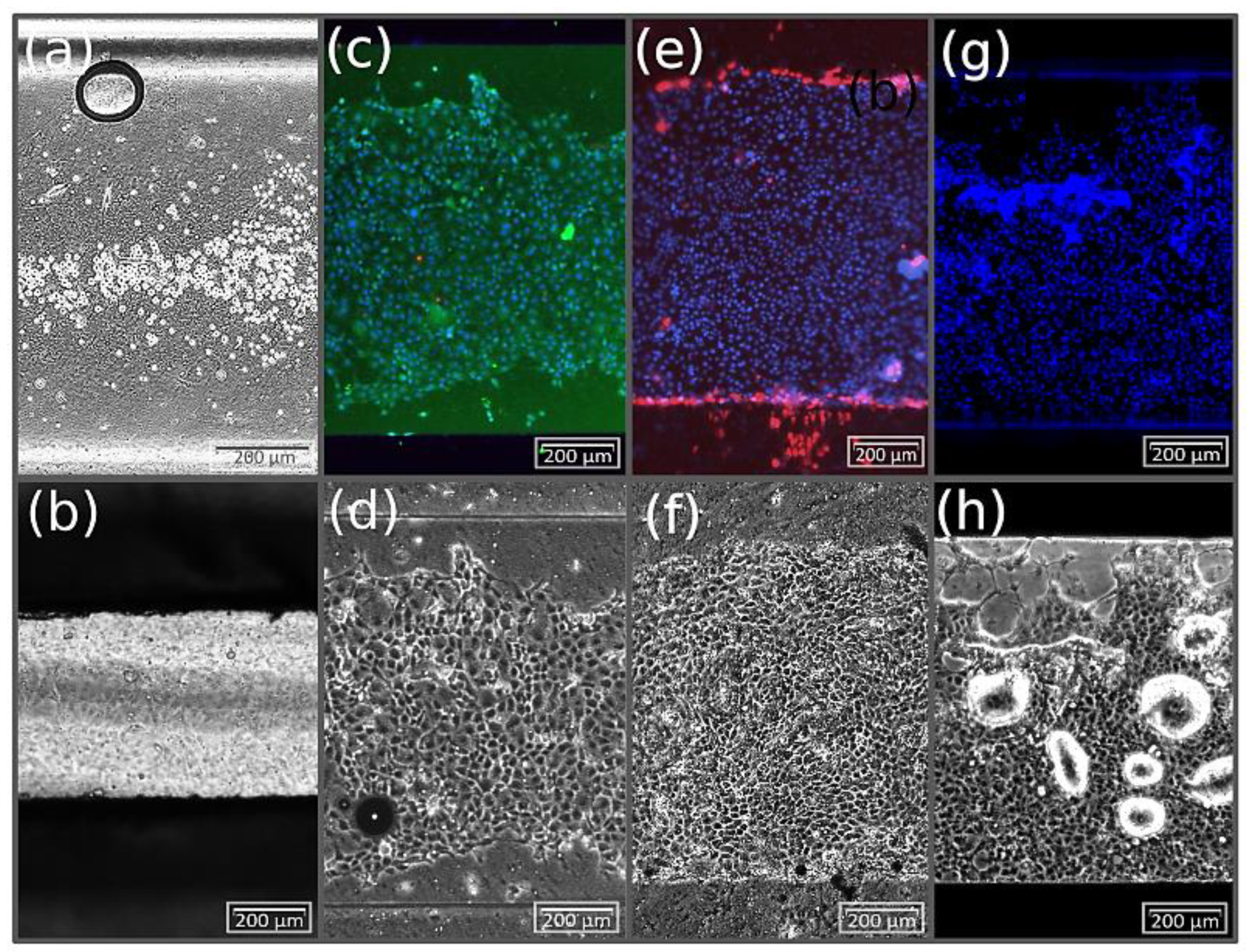 Pharmaceutics 14 01451 g009 550