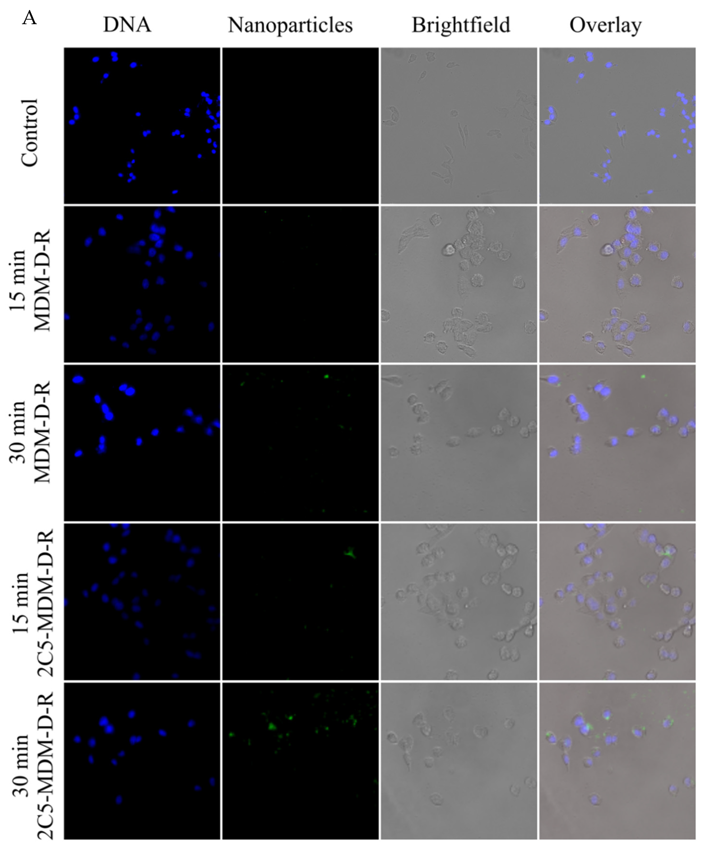 Pharmaceutics 14 01470 g003a