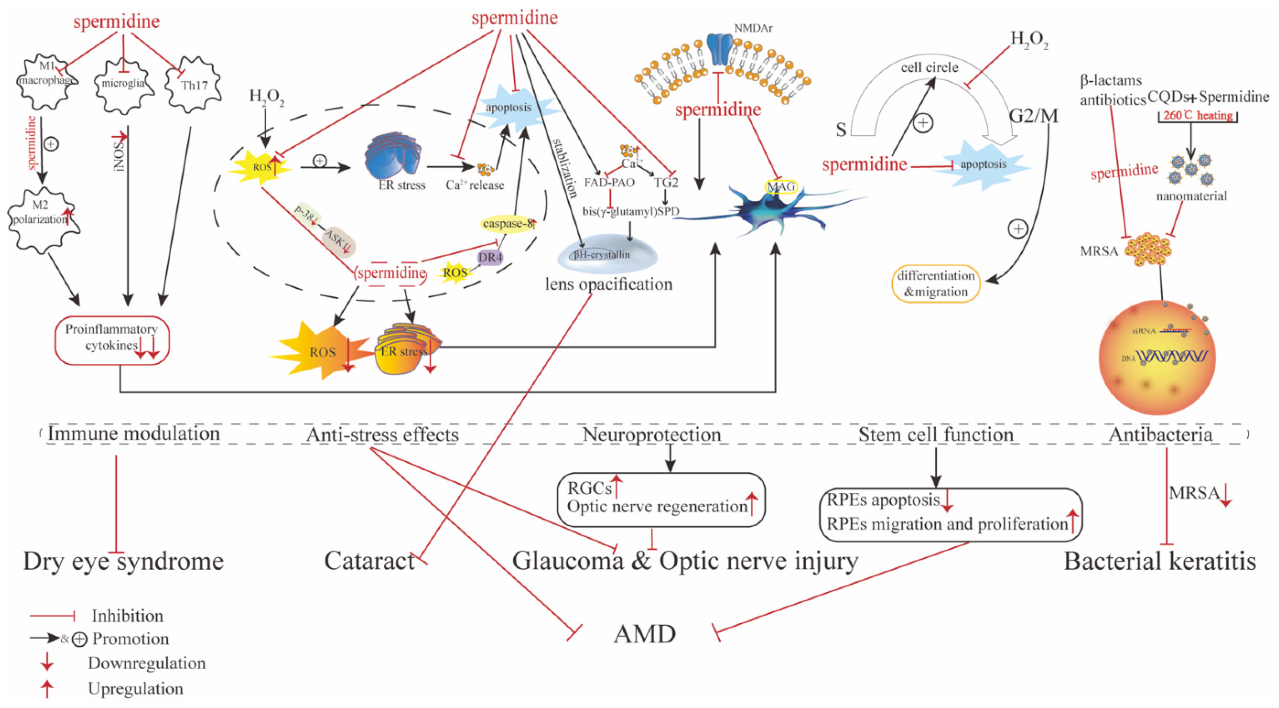 Pharmaceutics 14 01500 g002