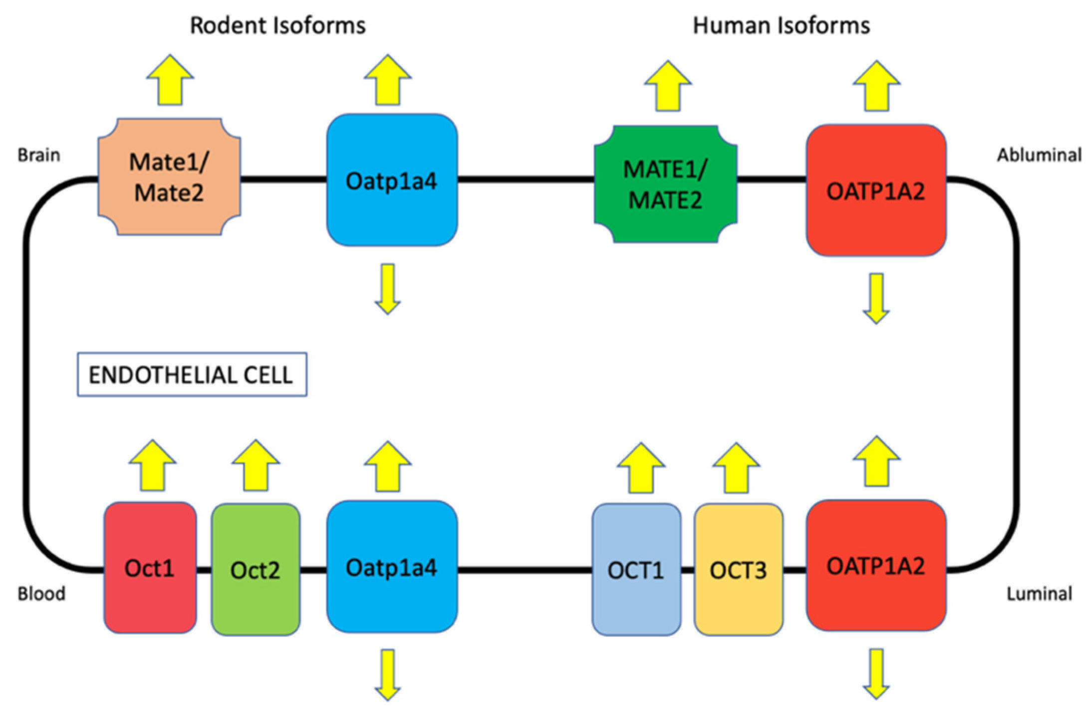 Pharmaceutics 14 01501 g002 Pharmaceutics 14 01501 g002