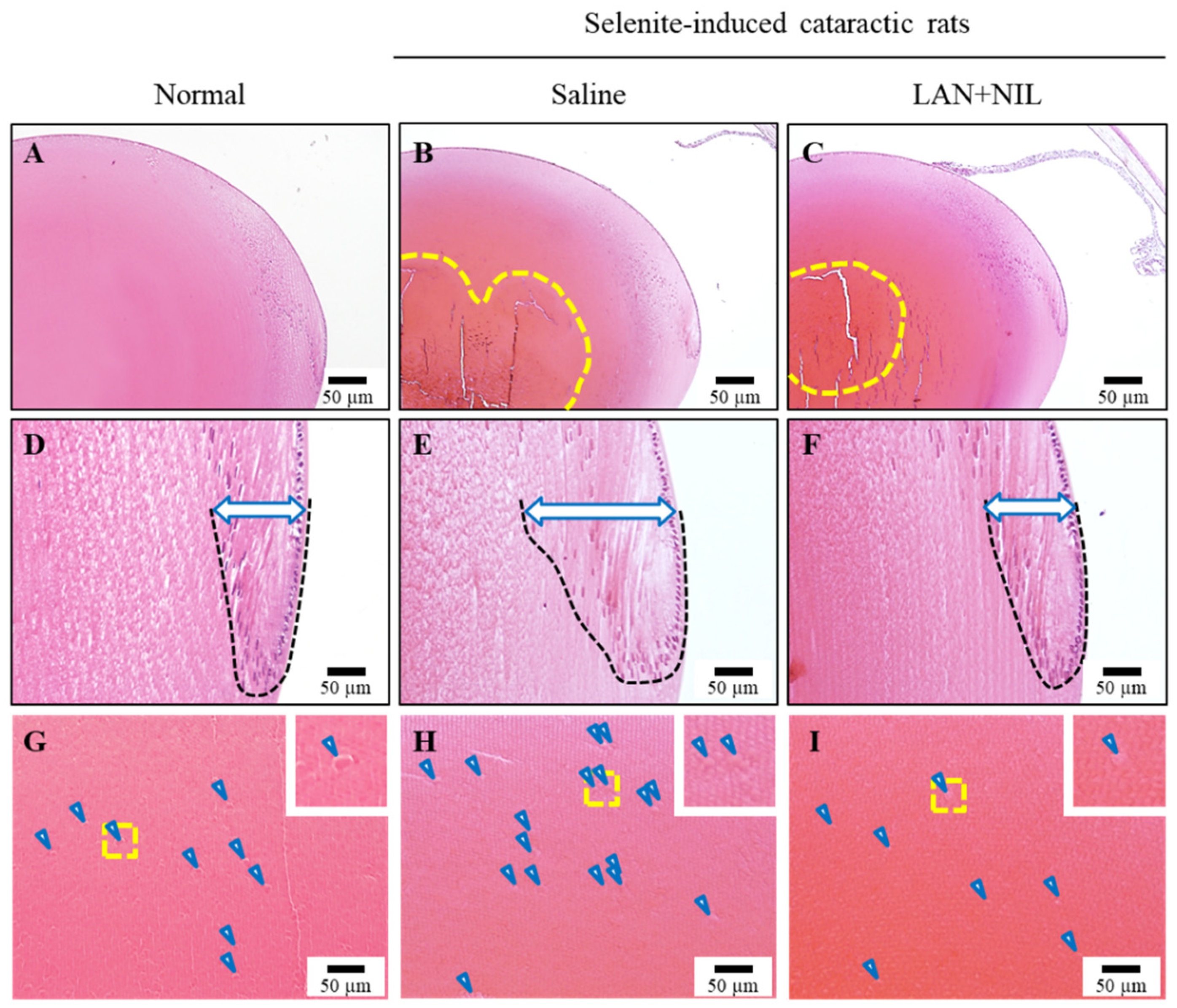 Pharmaceutics 14 01520 g007