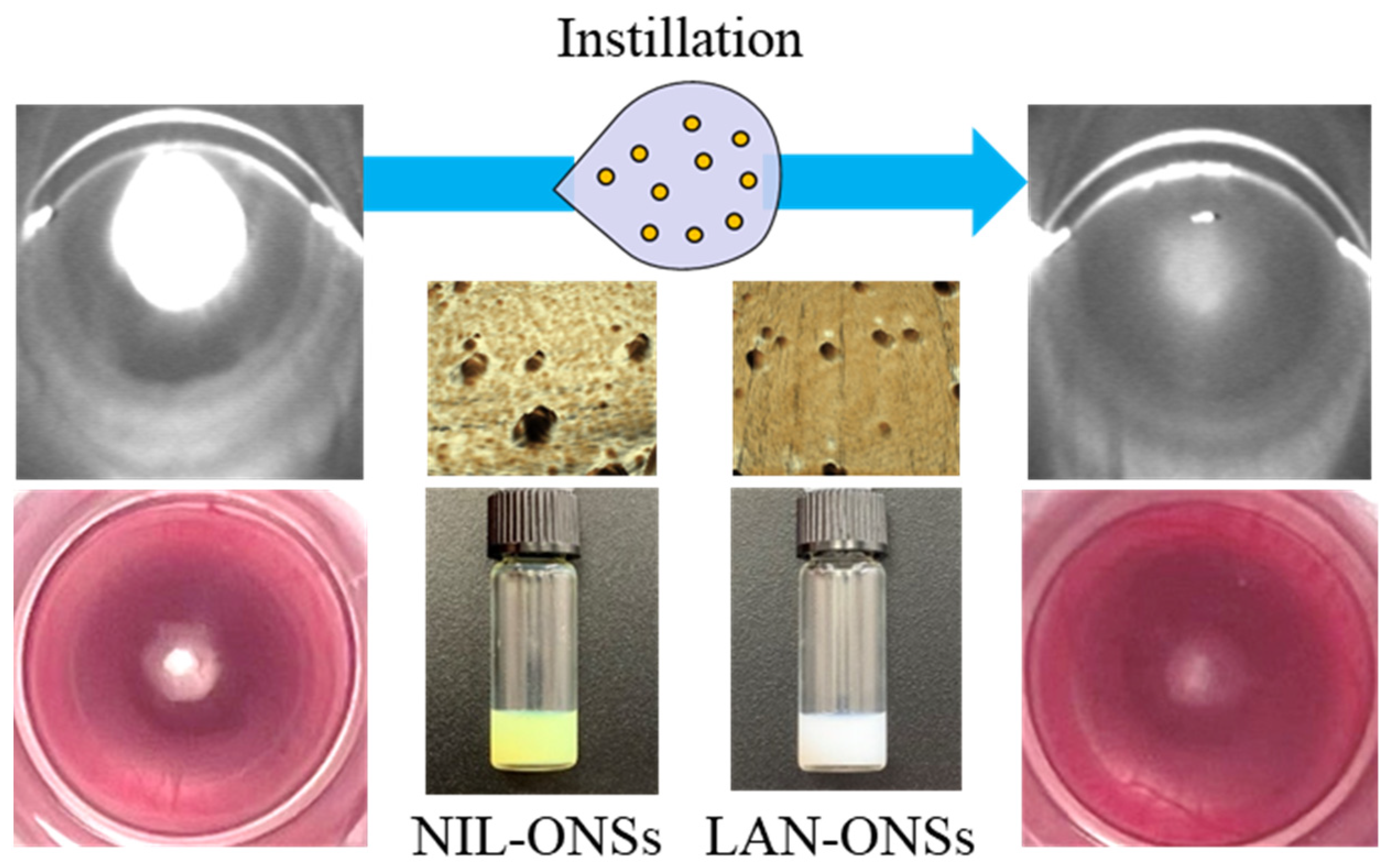 Pharmaceutics 14 01520 g008