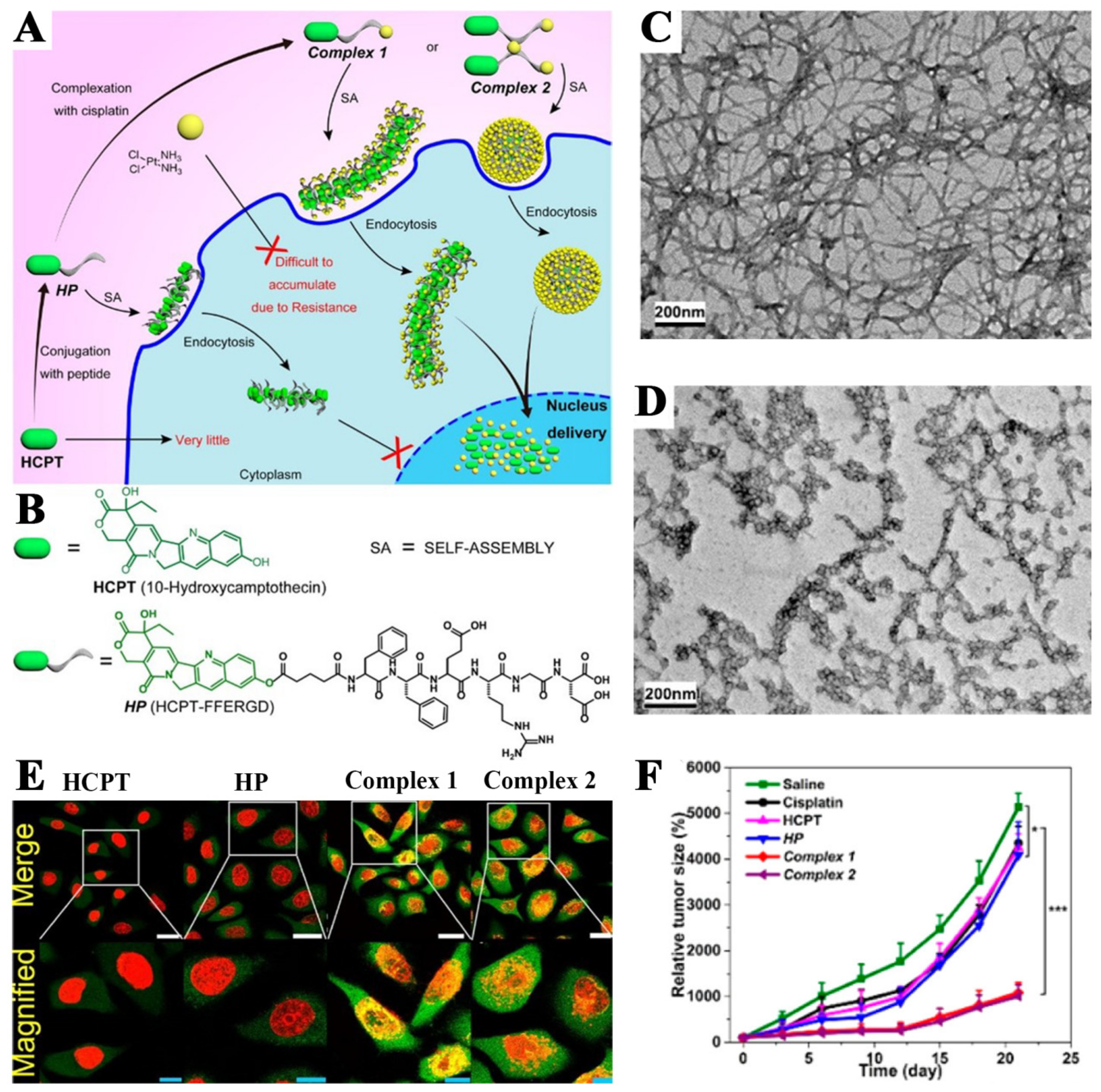 Pharmaceutics 14 01522 g004