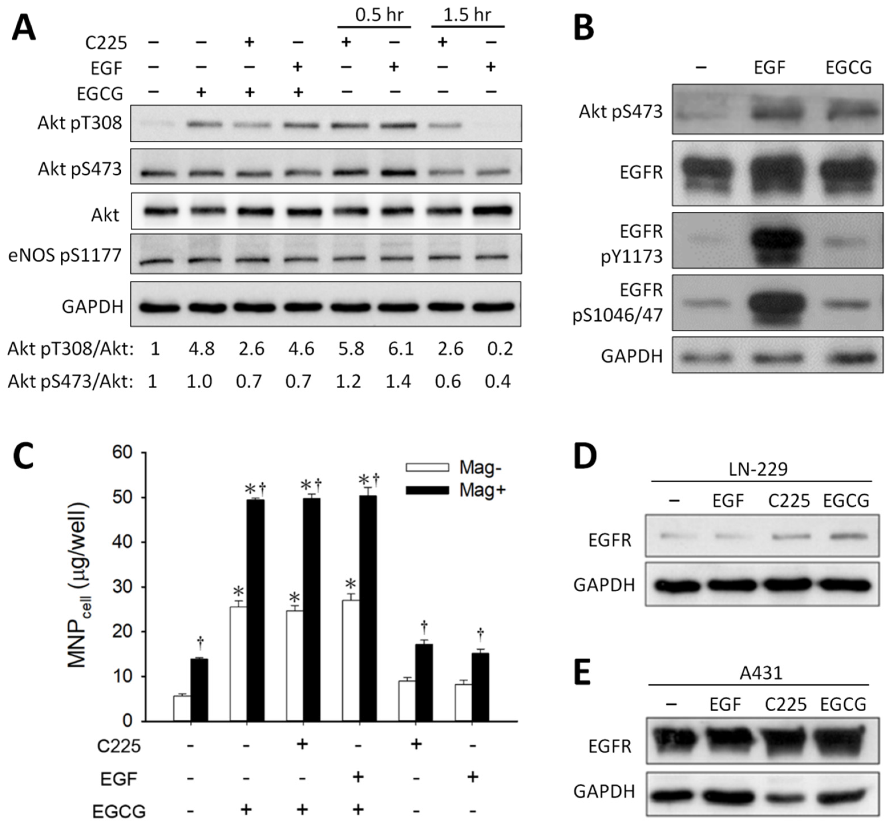 Pharmaceutics 14 01523 g006 Pharmaceutics 14 01523 g006