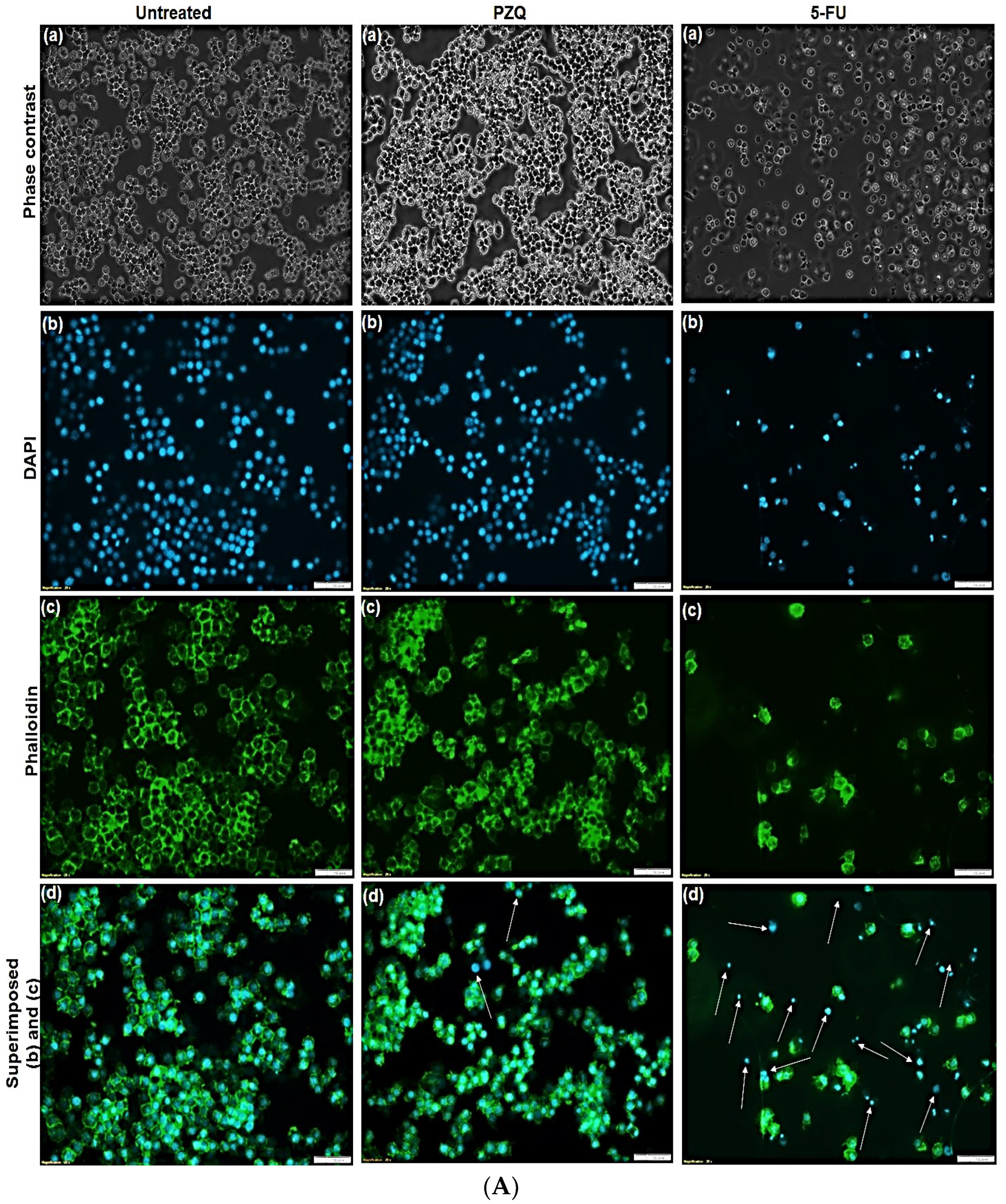 Pharmaceutics 14 01531 g008a Pharmaceutics 14 01531 g008a