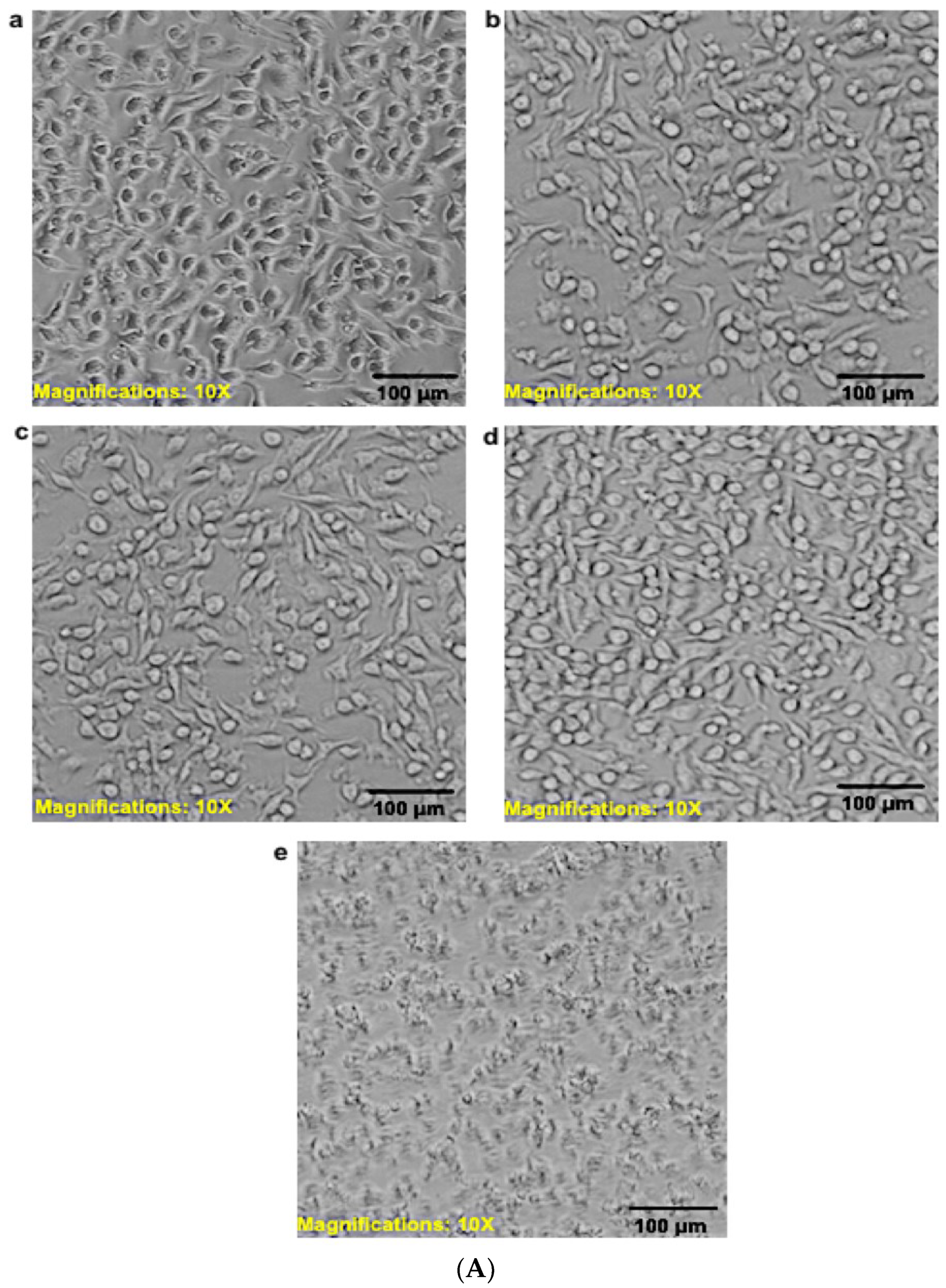 Pharmaceutics 14 01531 g009a Pharmaceutics 14 01531 g009a