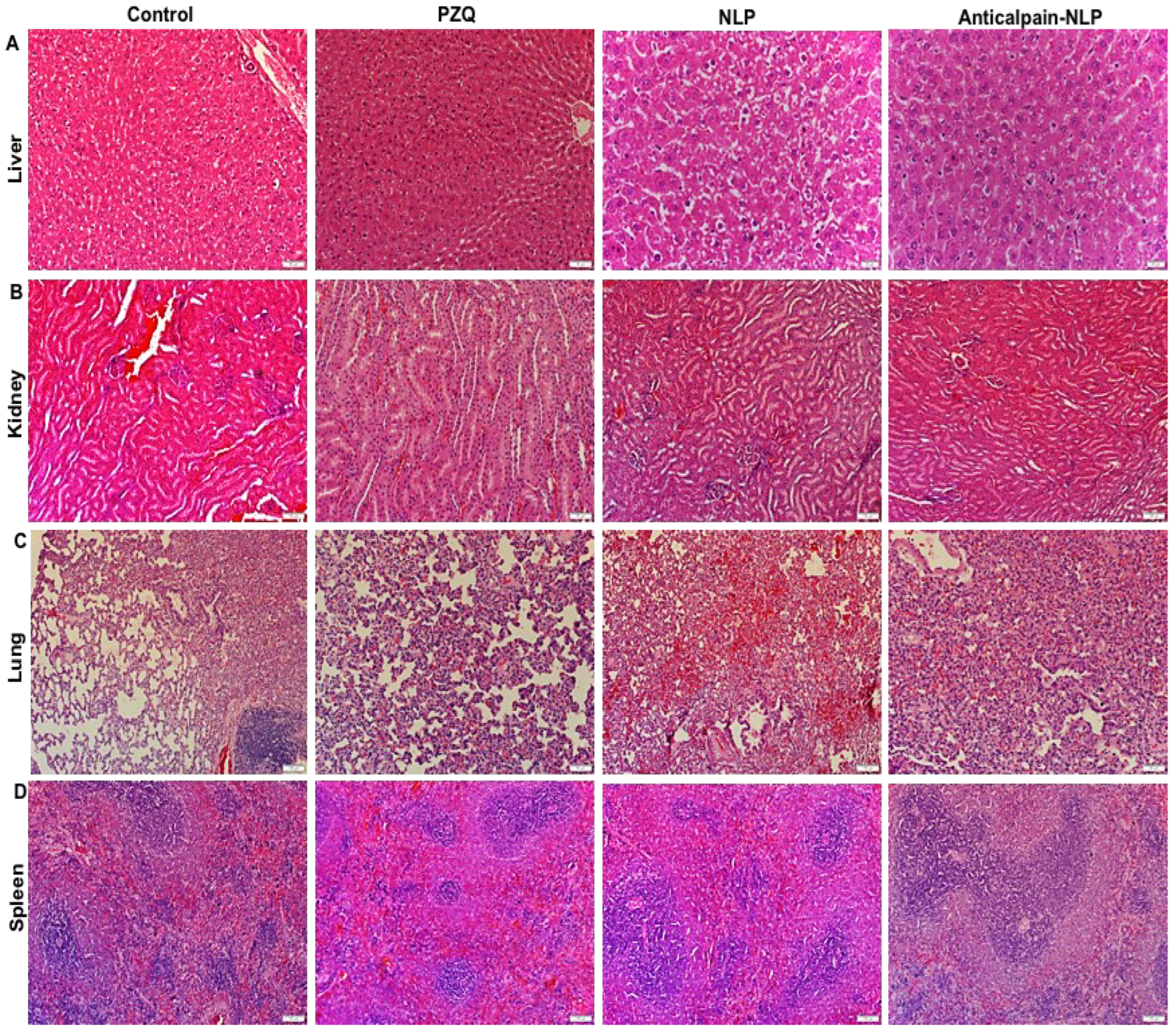 Pharmaceutics 14 01531 g011 Pharmaceutics 14 01531 g011