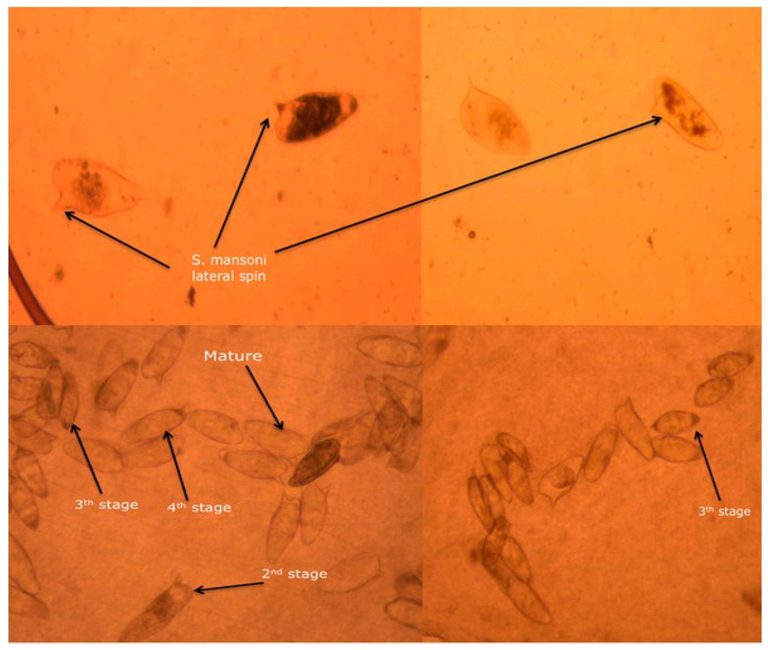 Pharmaceutics 14 01531 g012 Pharmaceutics 14 01531 g012