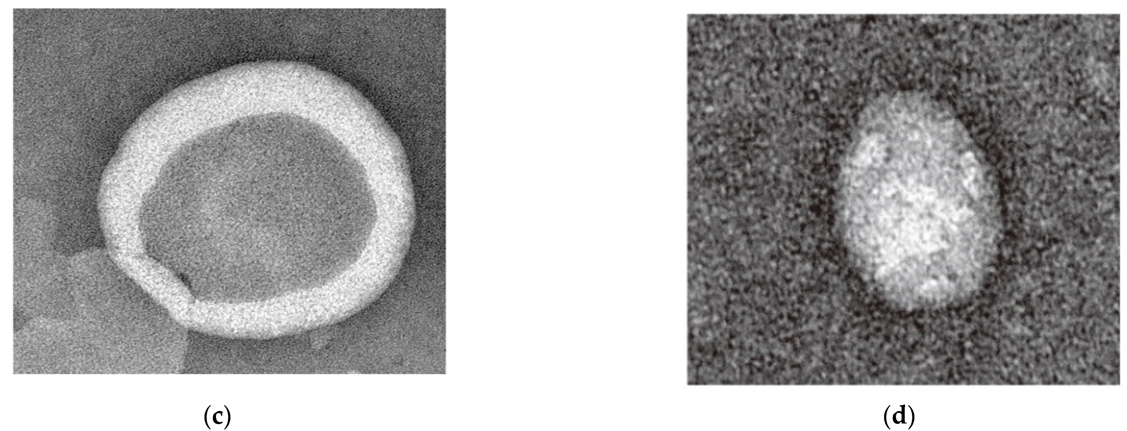 Pharmaceutics 14 01533 g003b