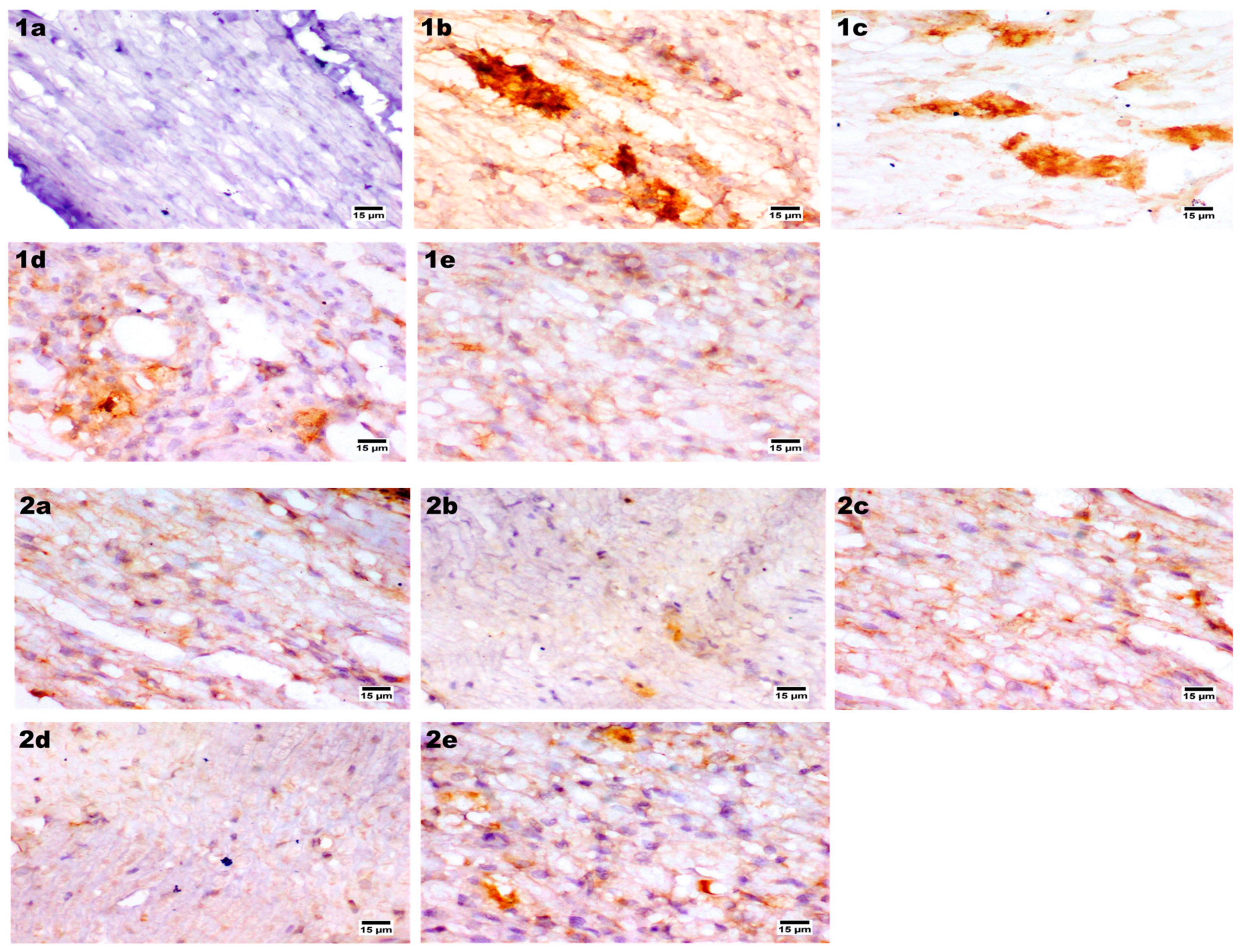 Pharmaceutics 14 01536 g009a