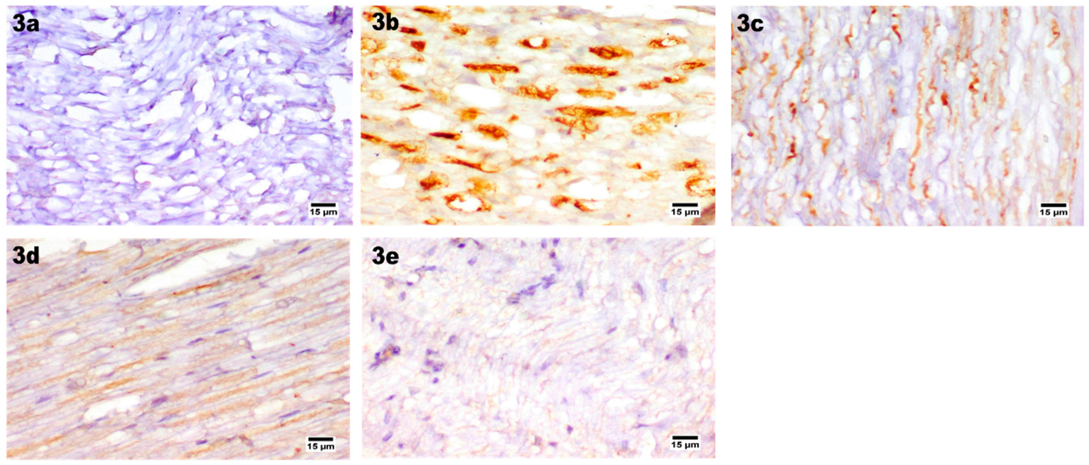 Pharmaceutics 14 01536 g009b