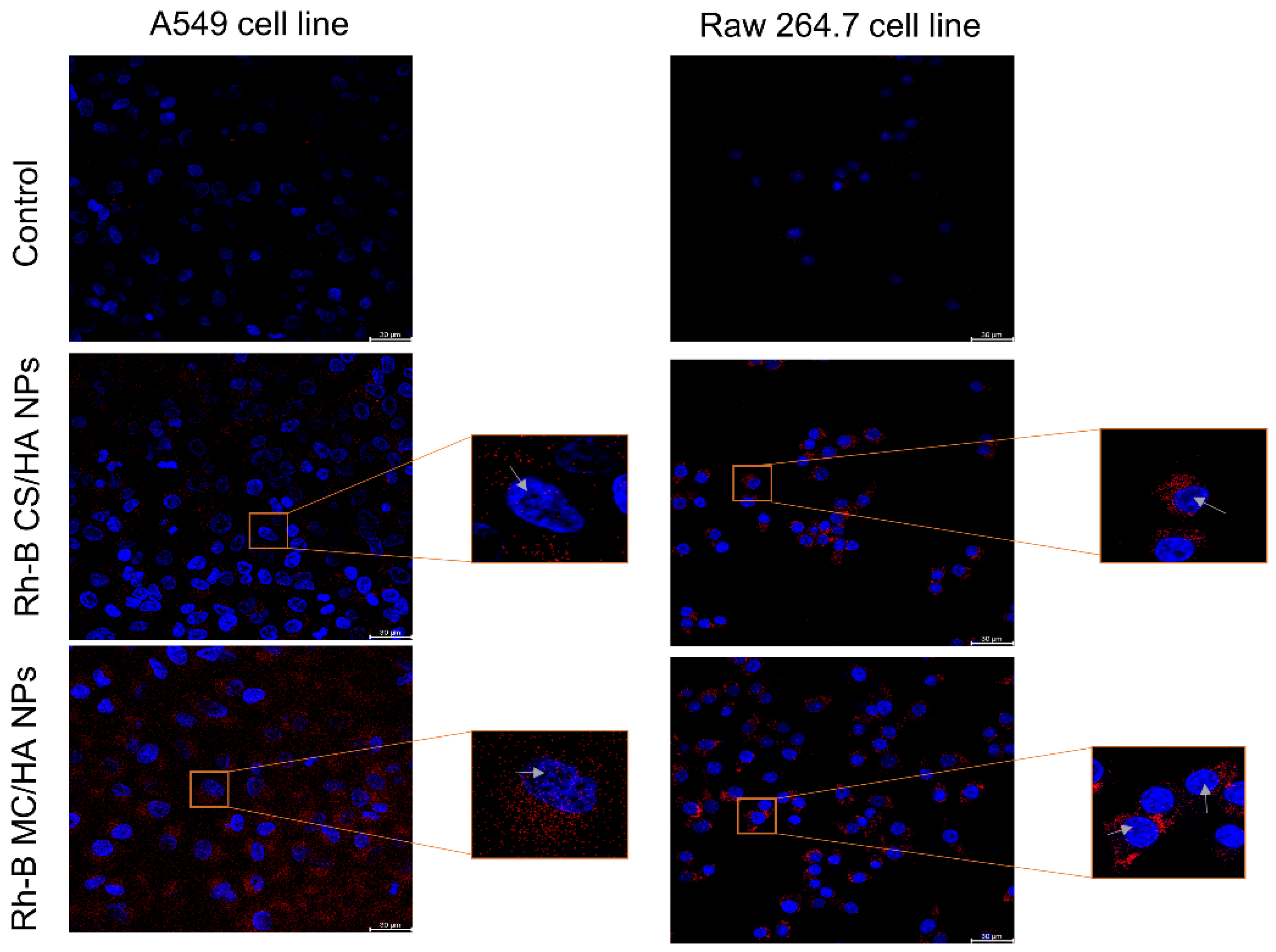 Pharmaceutics 14 01543 g007 Pharmaceutics 14 01543 g007