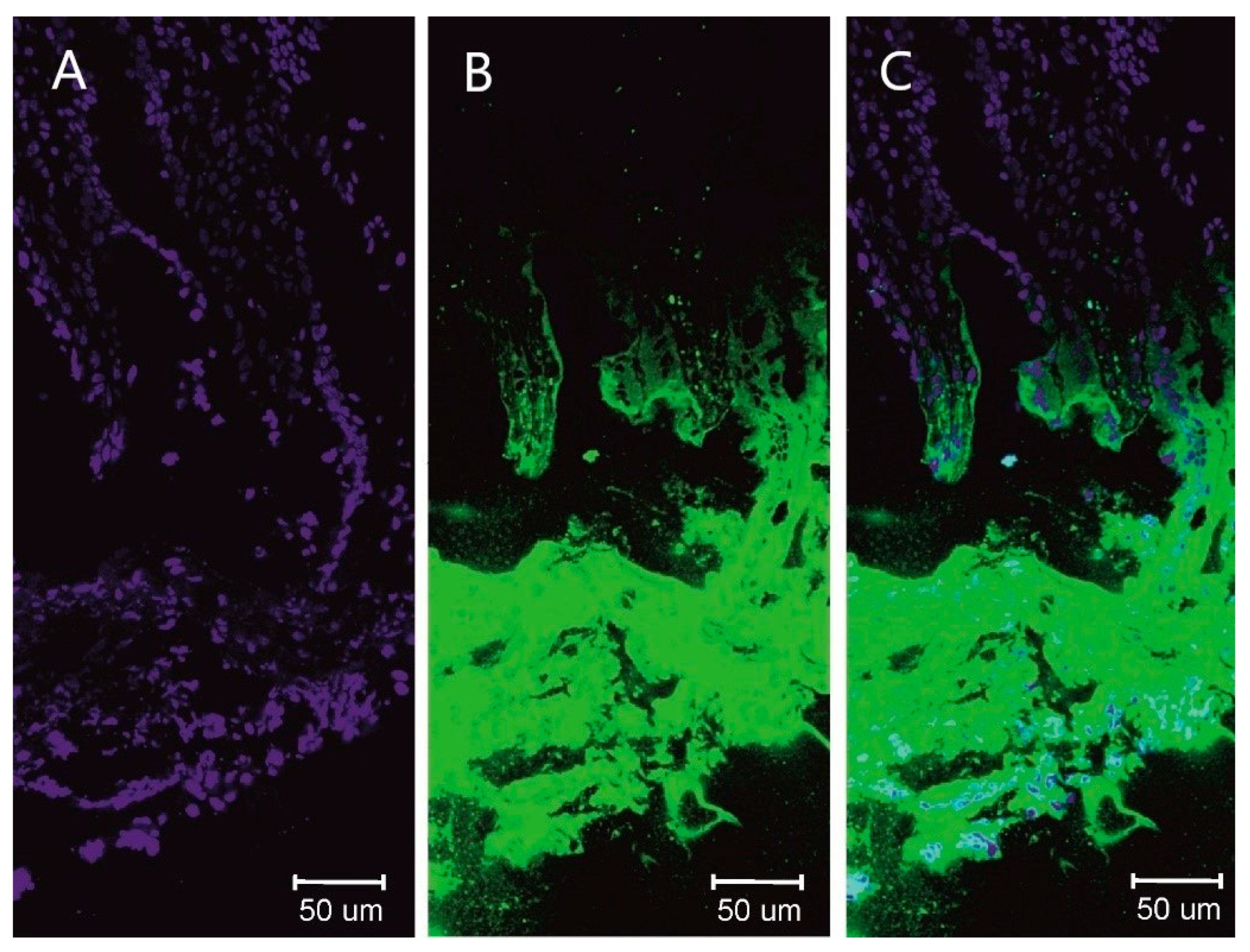 Pharmaceutics 14 01545 g009 550