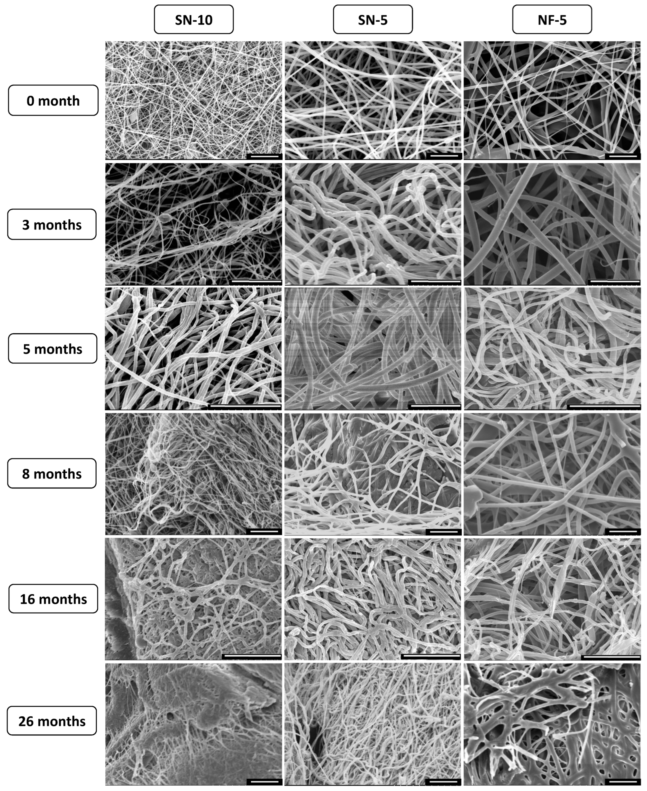 Pharmaceutics 14 01559 g008 550