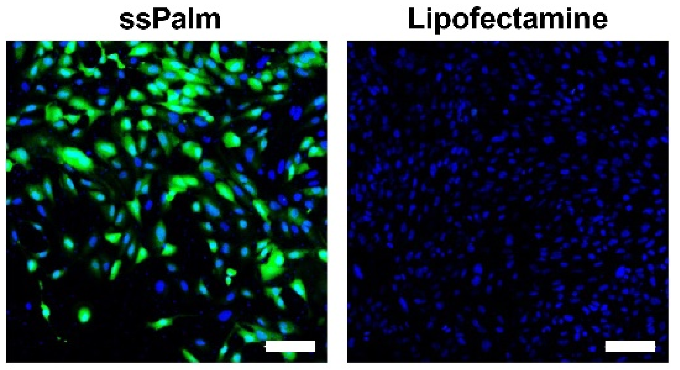 Pharmaceutics 14 01560 g001 Pharmaceutics 14 01560 g001