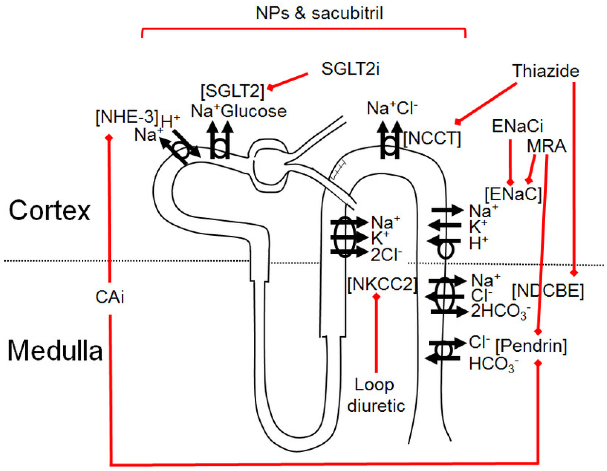 Pharmaceutics 14 01569 g001
