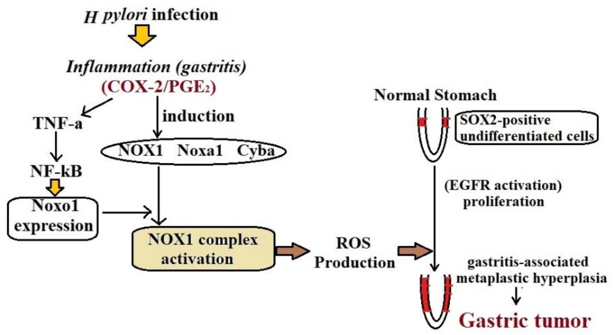 Pharmaceutics 14 01576 g002