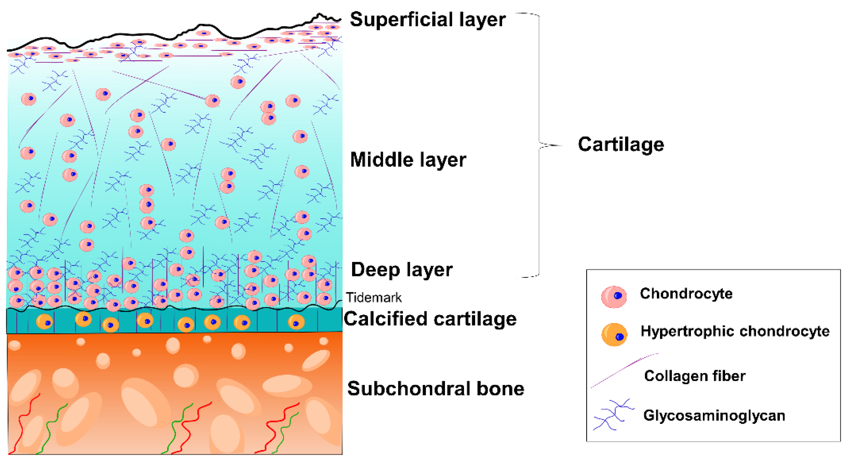 Pharmaceutics 14 01578 g002