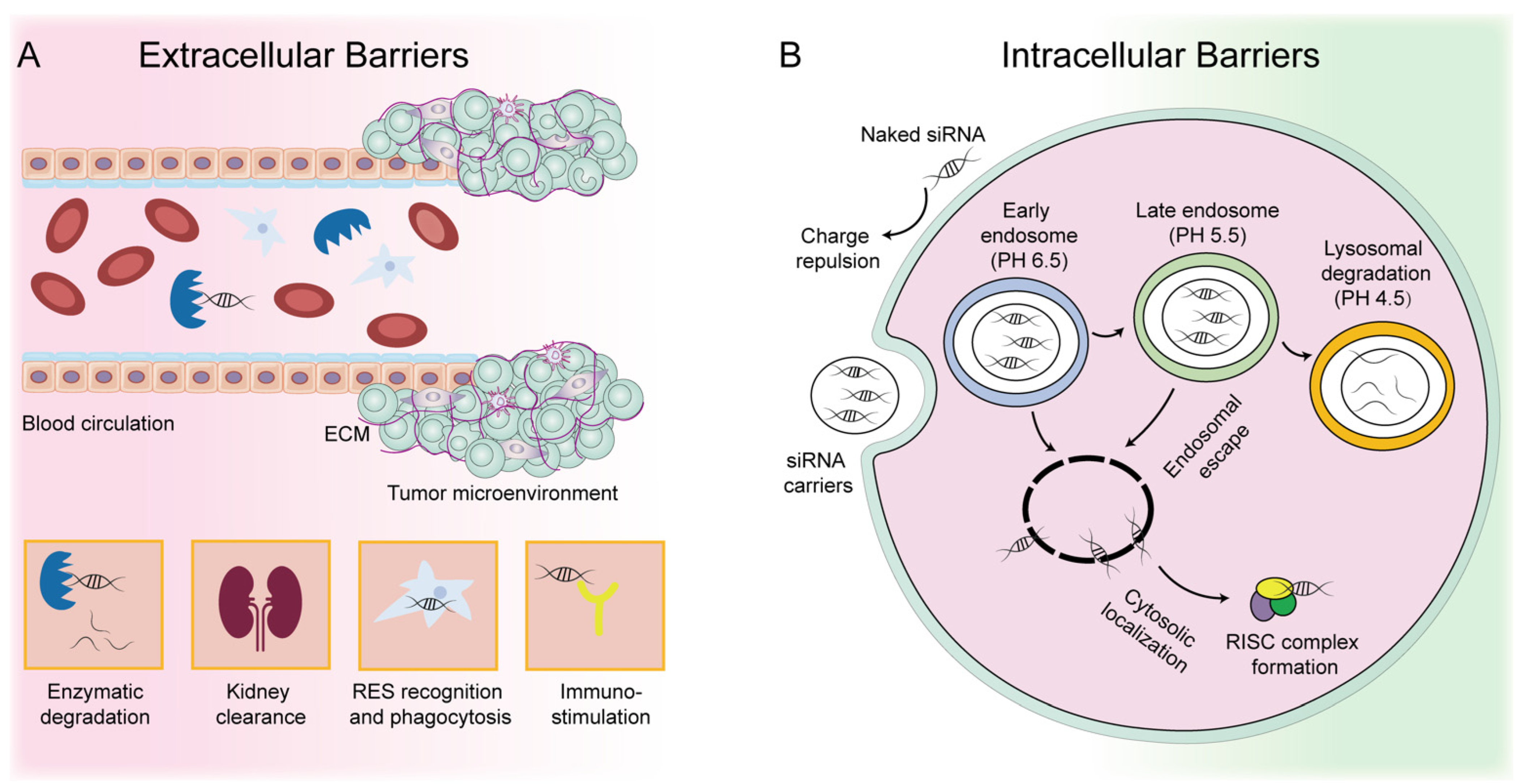 Pharmaceutics 14 01586 g001 550