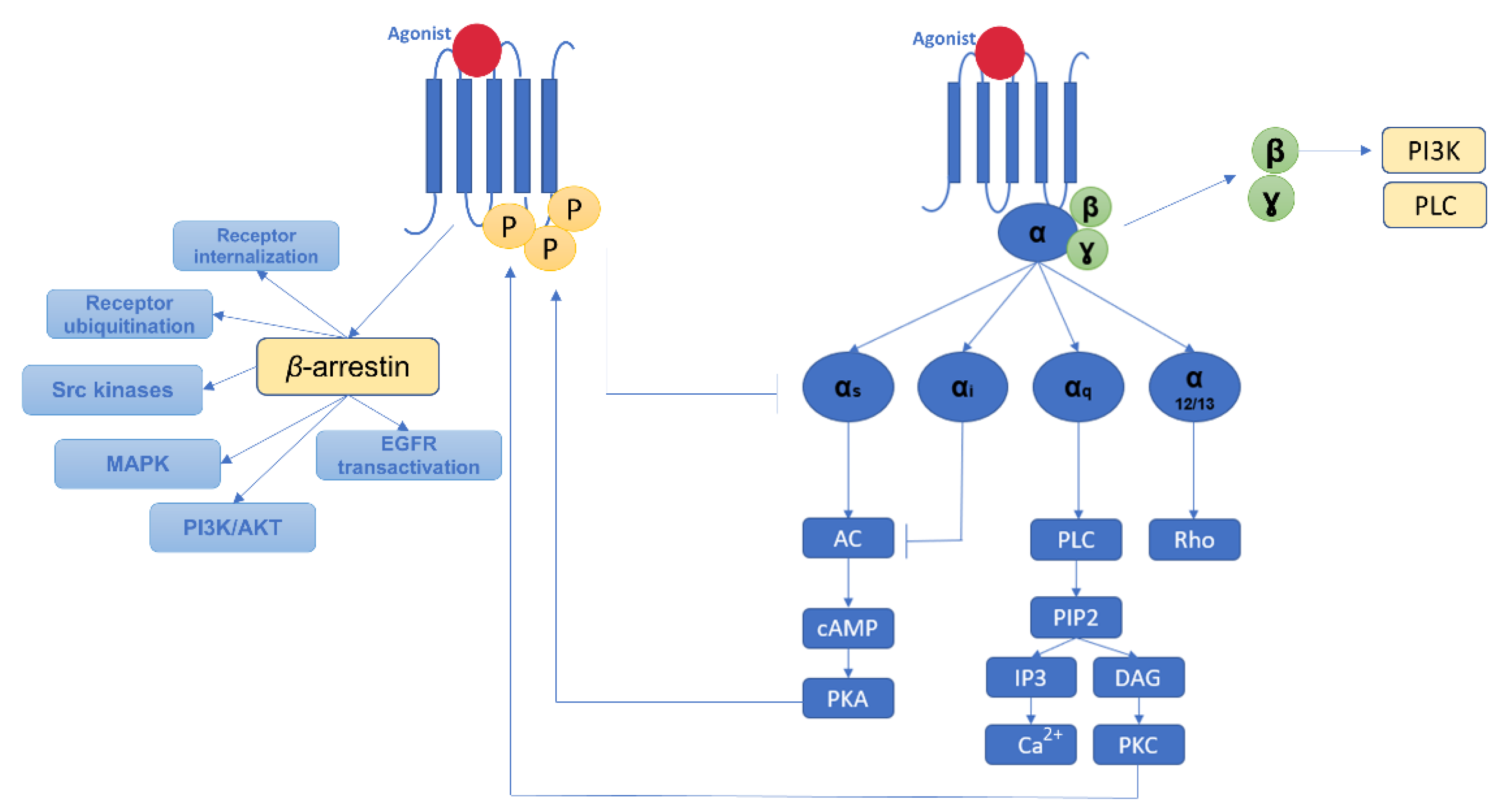 Pharmaceutics 14 01599 g003