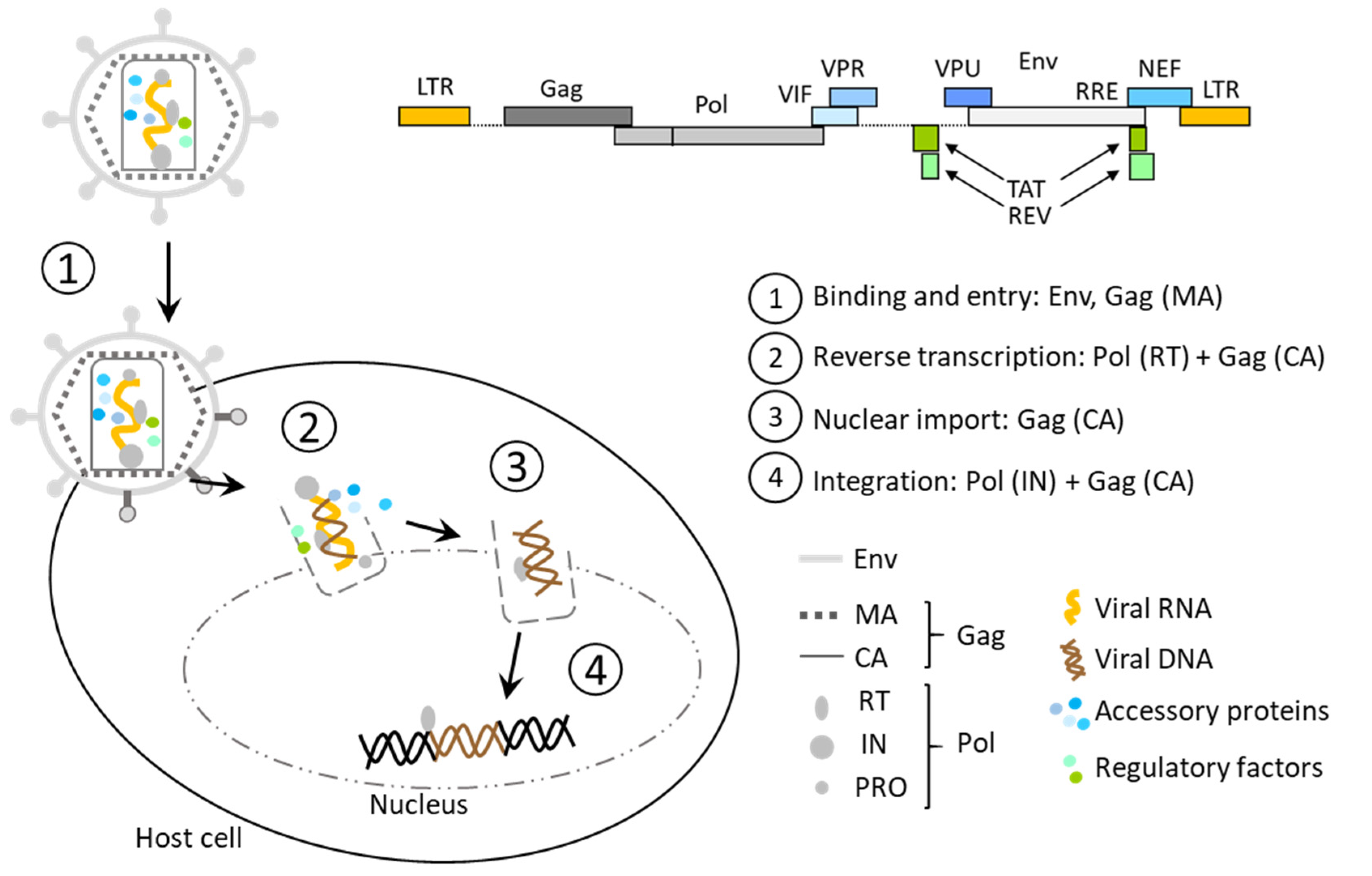 Pharmaceutics 14 01605 g001