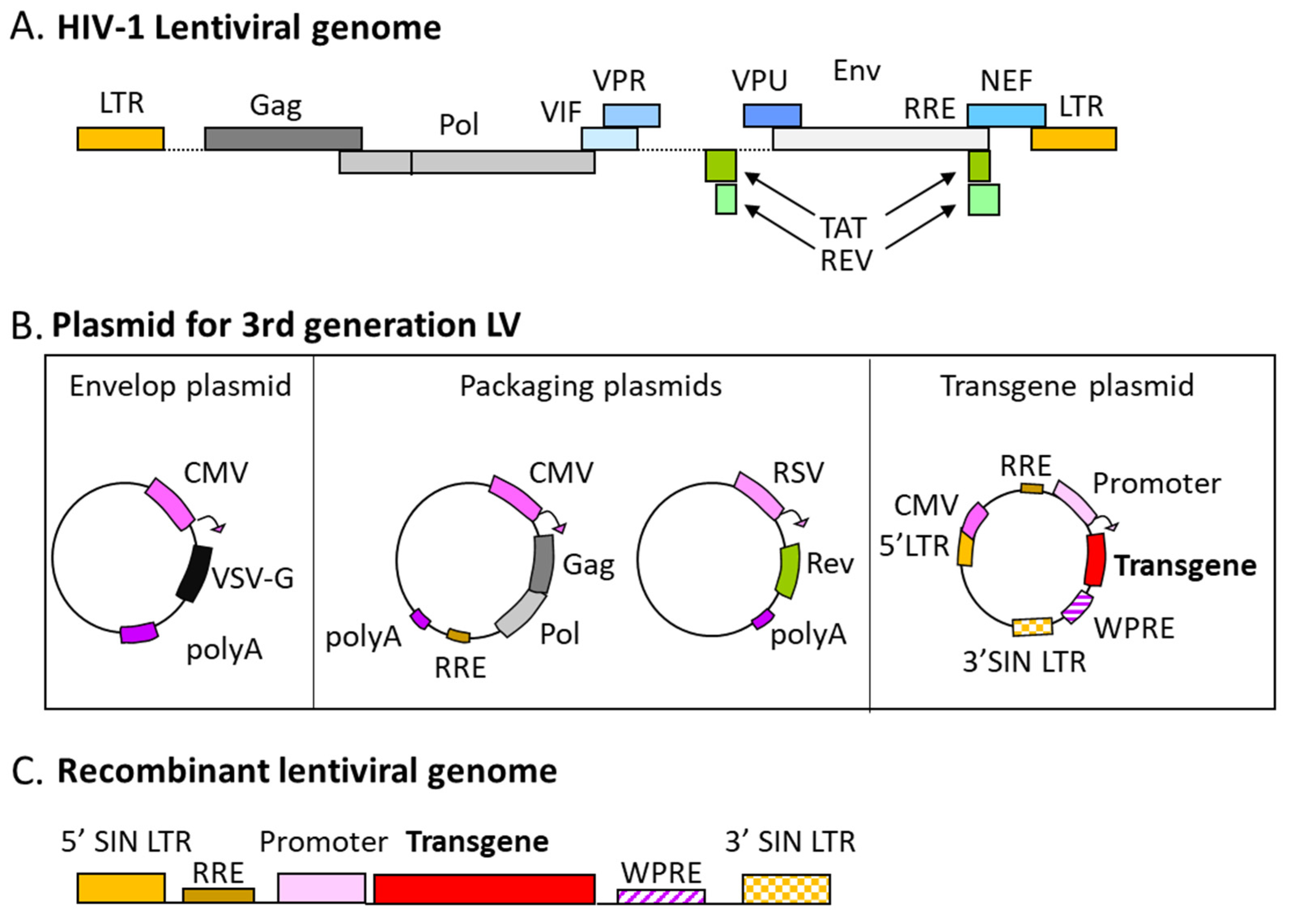 Pharmaceutics 14 01605 g002
