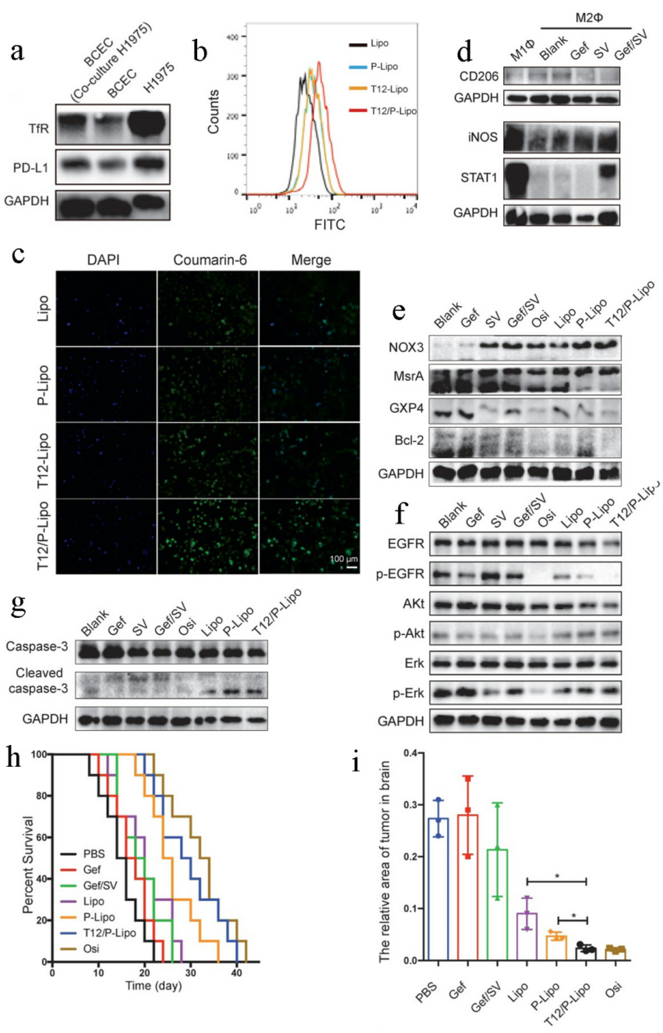 Pharmaceutics 14 01606 g007
