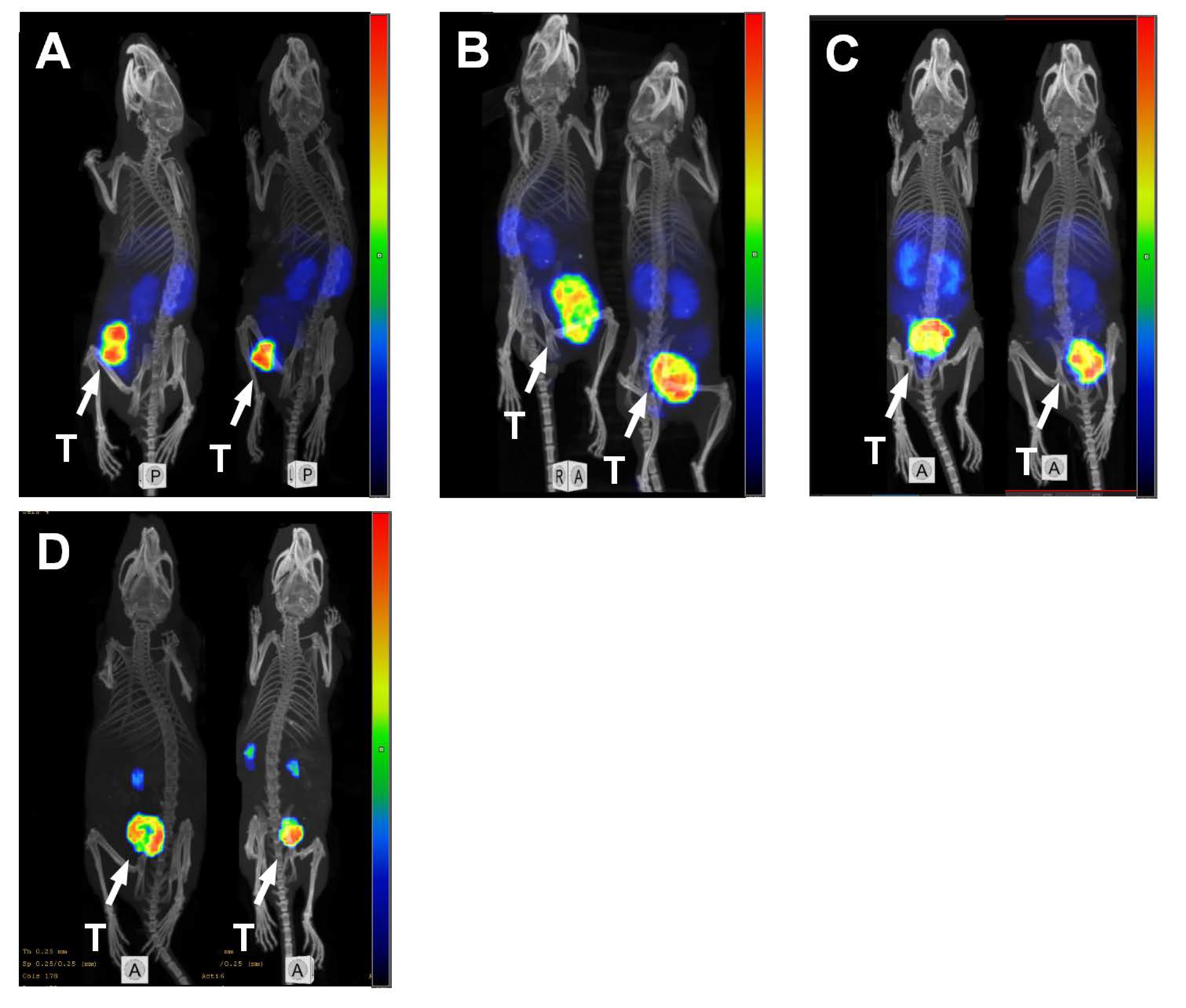 Pharmaceutics 14 01612 g006