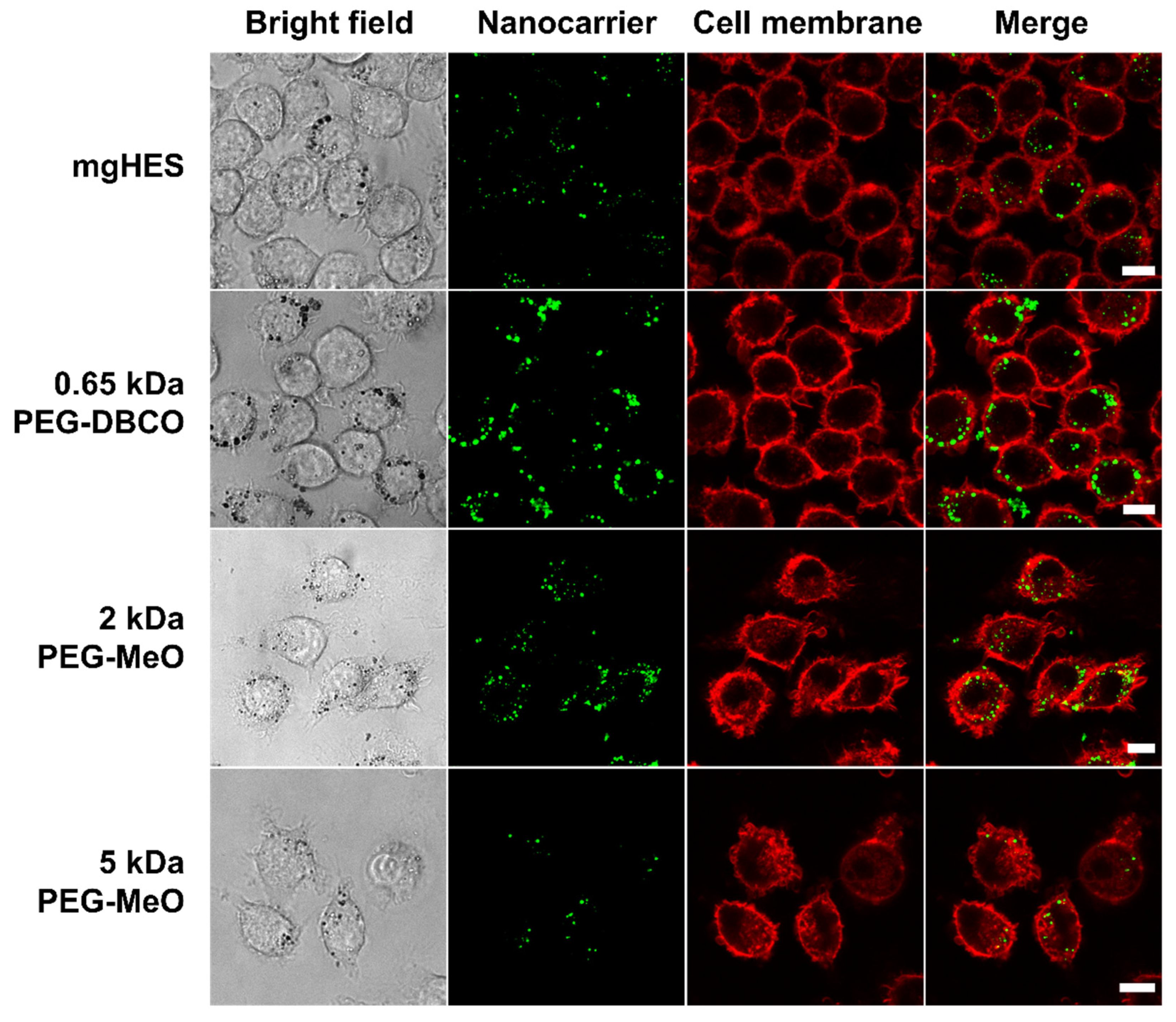 Pharmaceutics 14 01614 g003 550