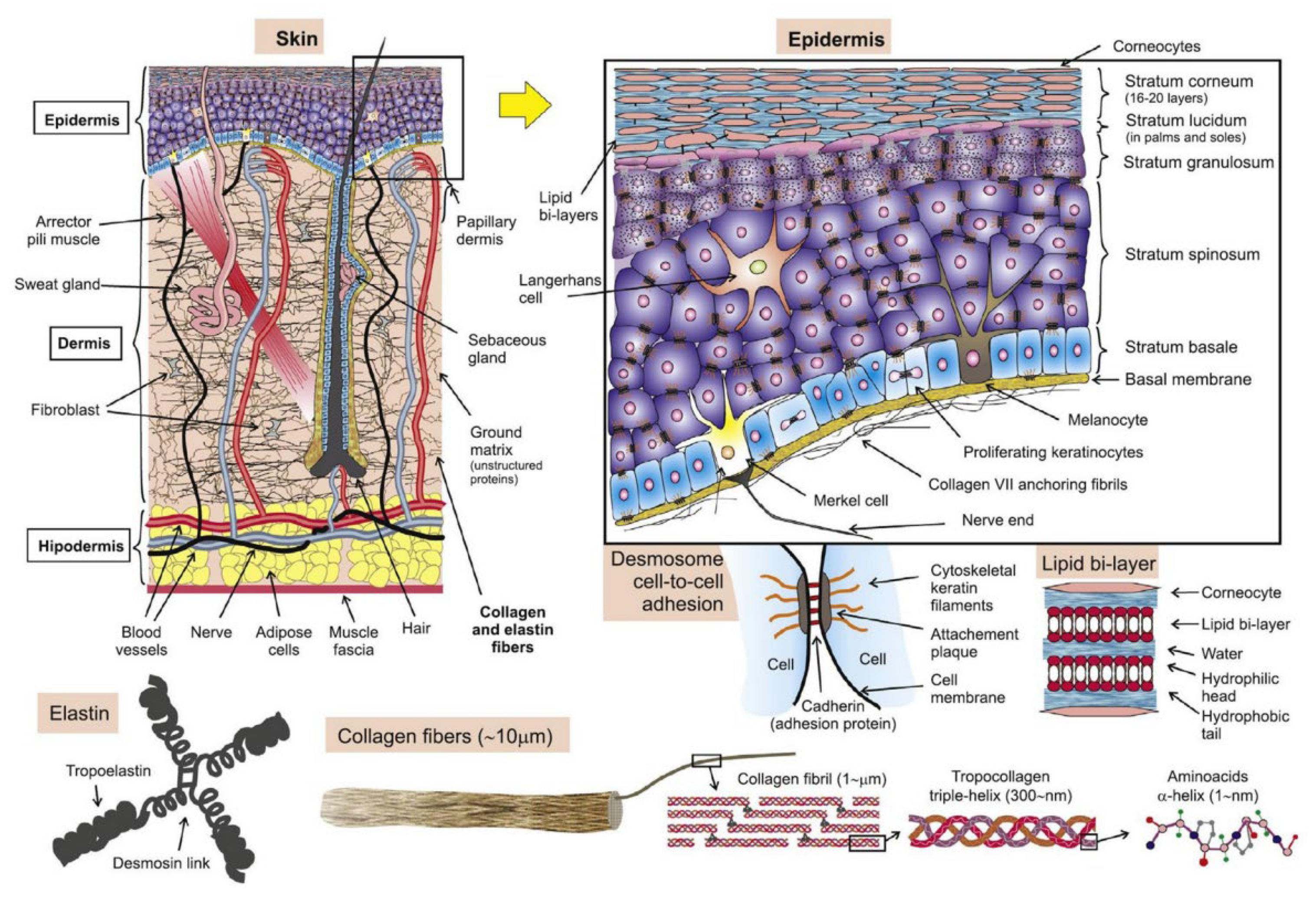 Pharmaceutics 14 01625 g006 Pharmaceutics 14 01625 g006