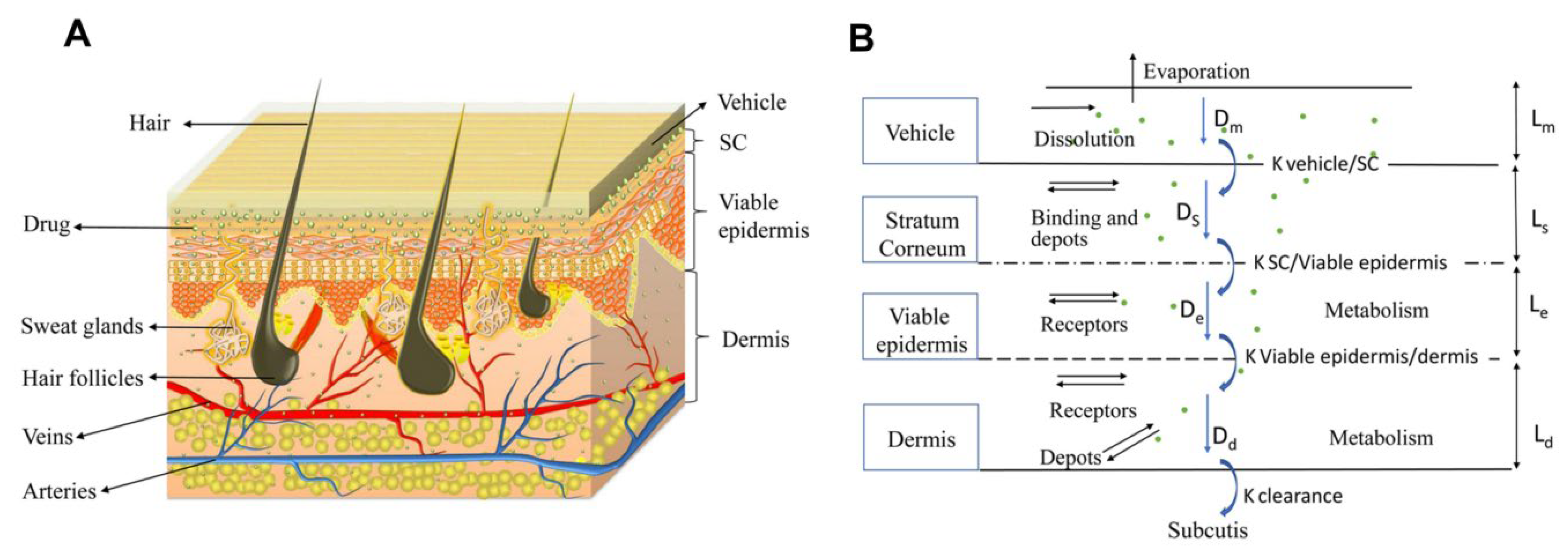 Pharmaceutics 14 01625 g007 Pharmaceutics 14 01625 g007