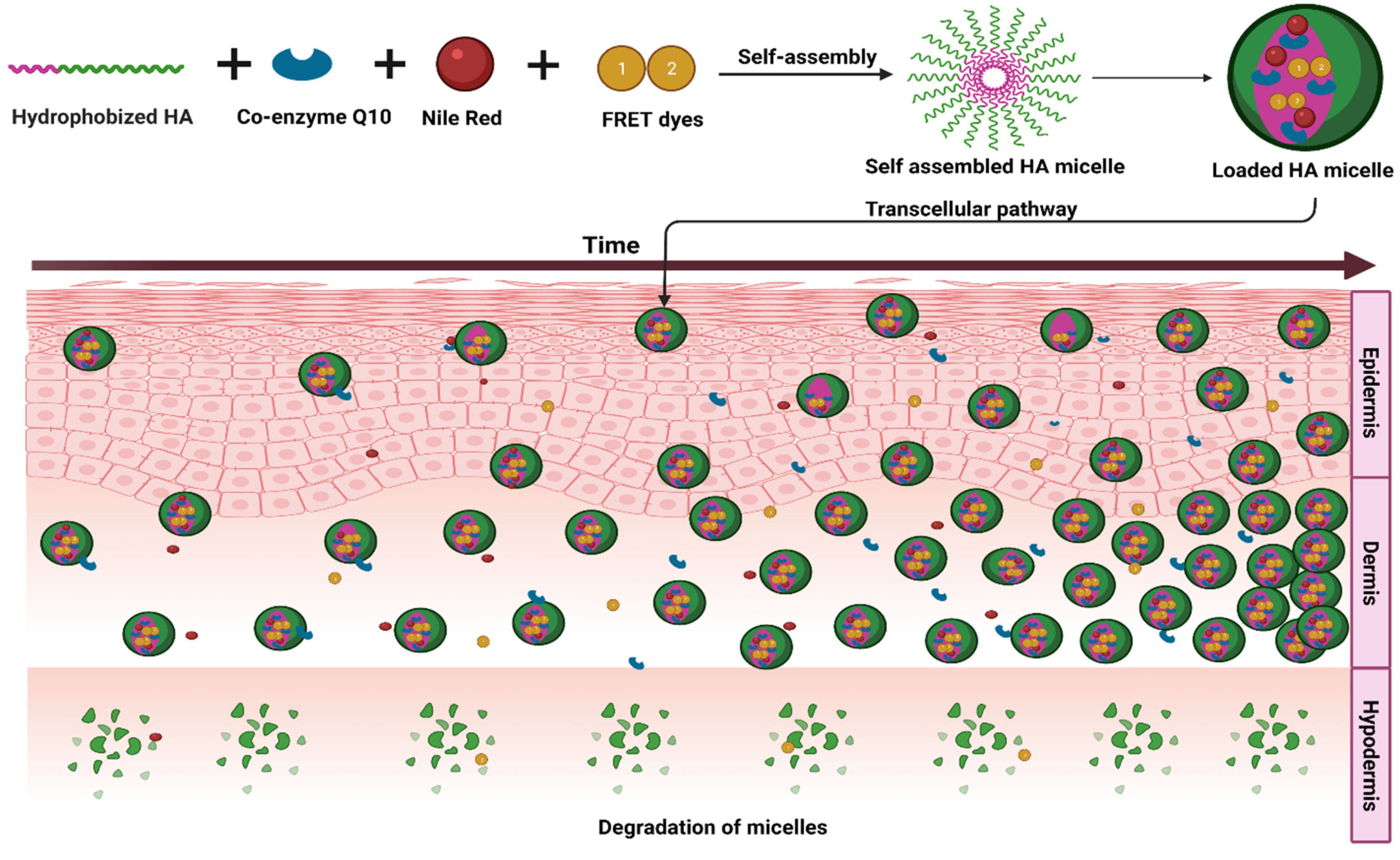 Pharmaceutics 14 01636 g007