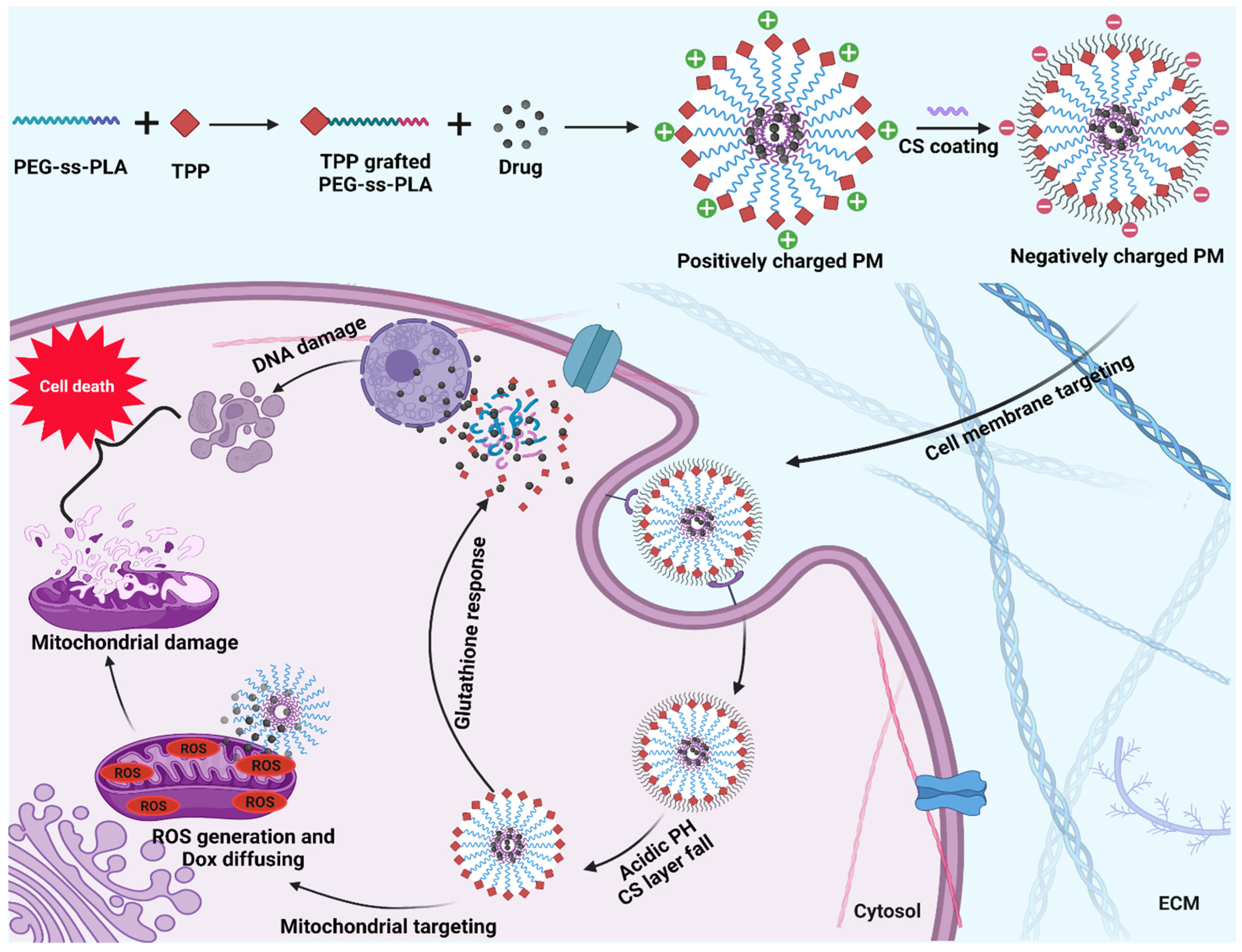 Pharmaceutics 14 01636 g008