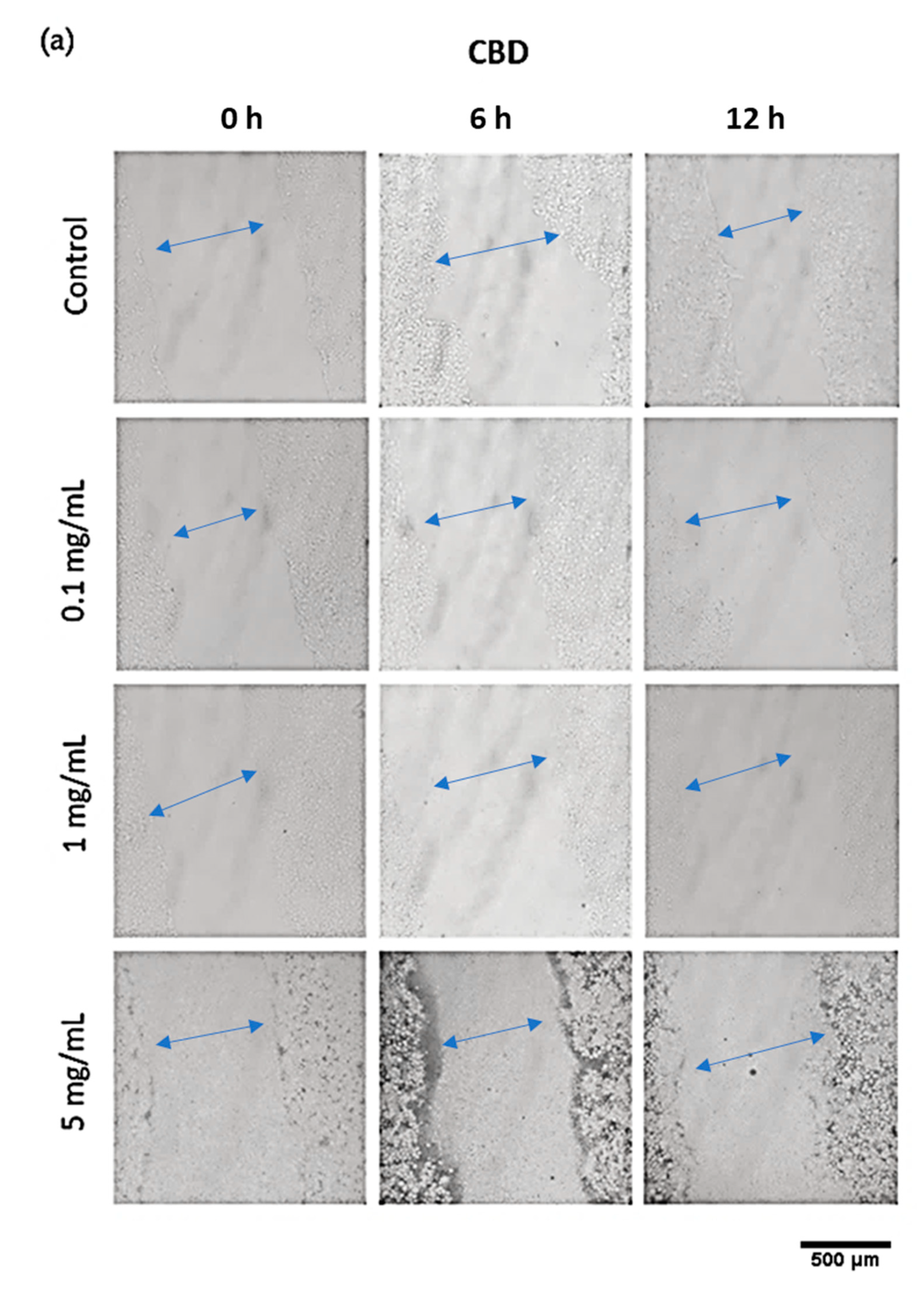 Pharmaceutics 14 01637 g012a 550