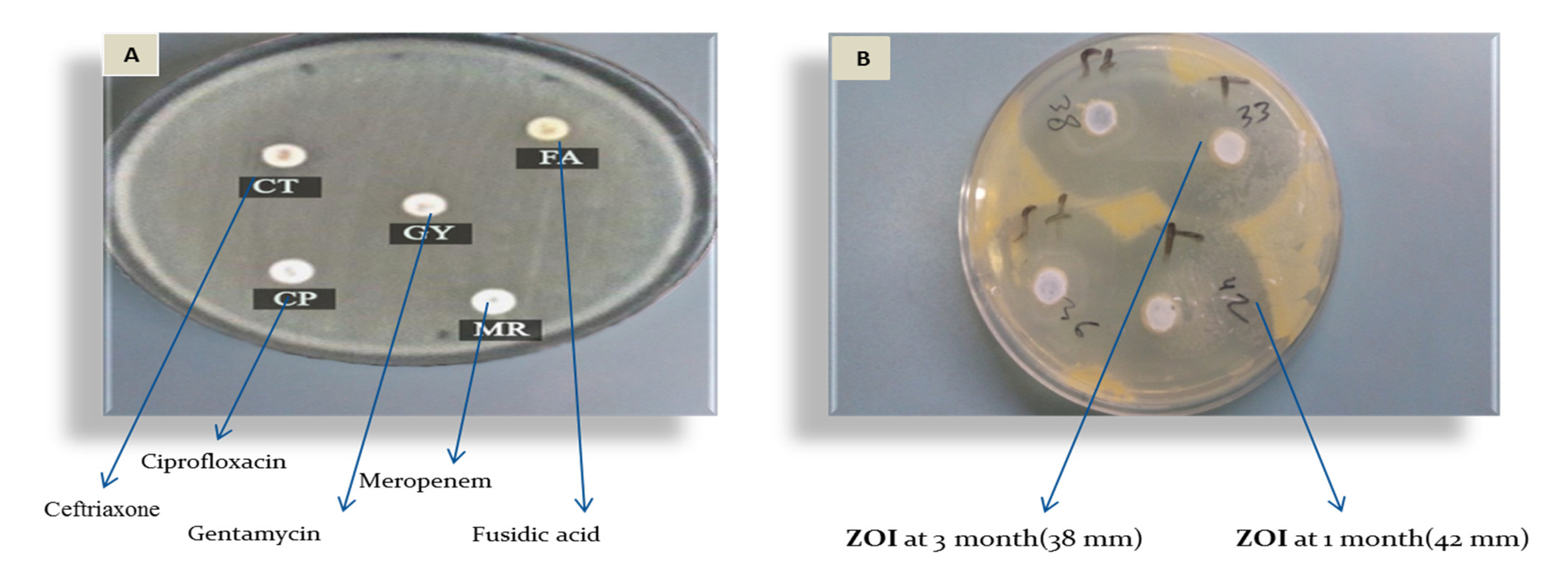 Pharmaceutics 14 01638 g004 550