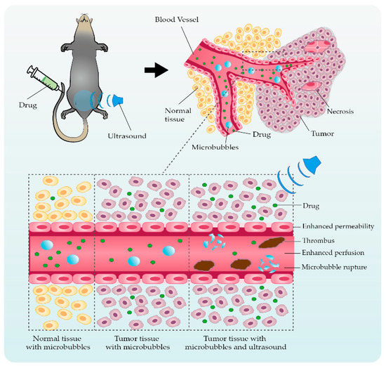 B' Flow ピンク Transcriptional diversity and bioenergetic shift in human