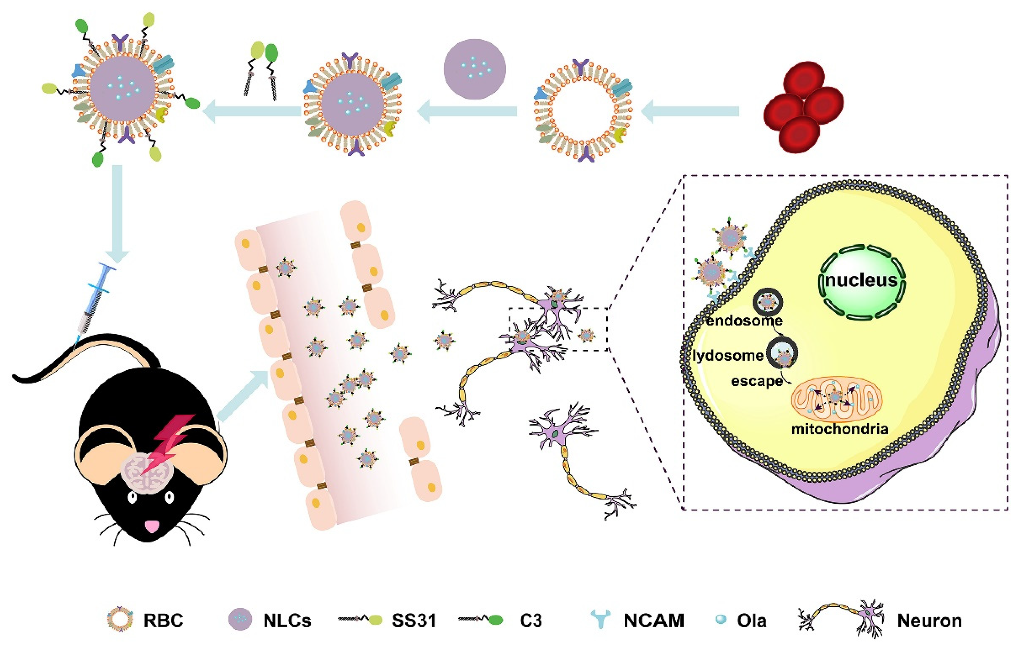 Pharmaceutics 14 01647 g002
