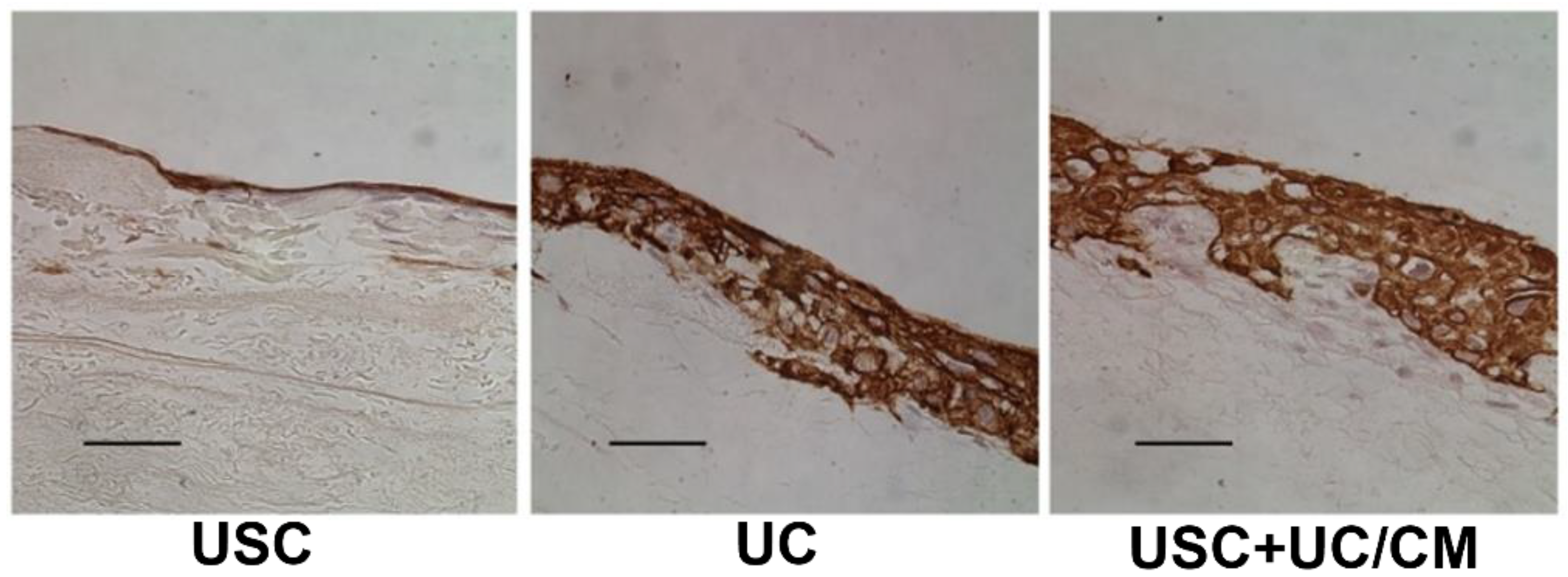 Pharmaceutics 14 01669 g004