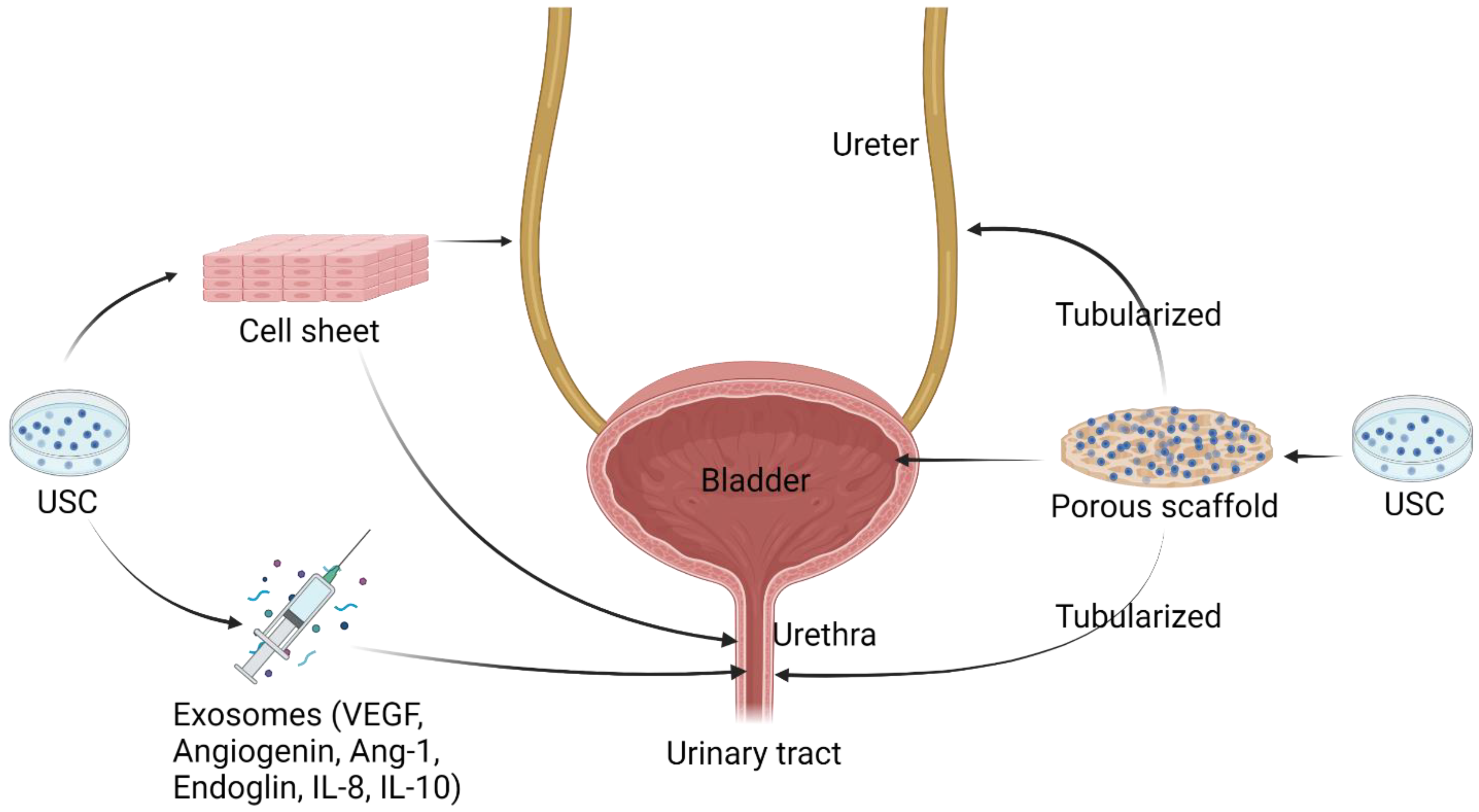 Pharmaceutics 14 01669 g007