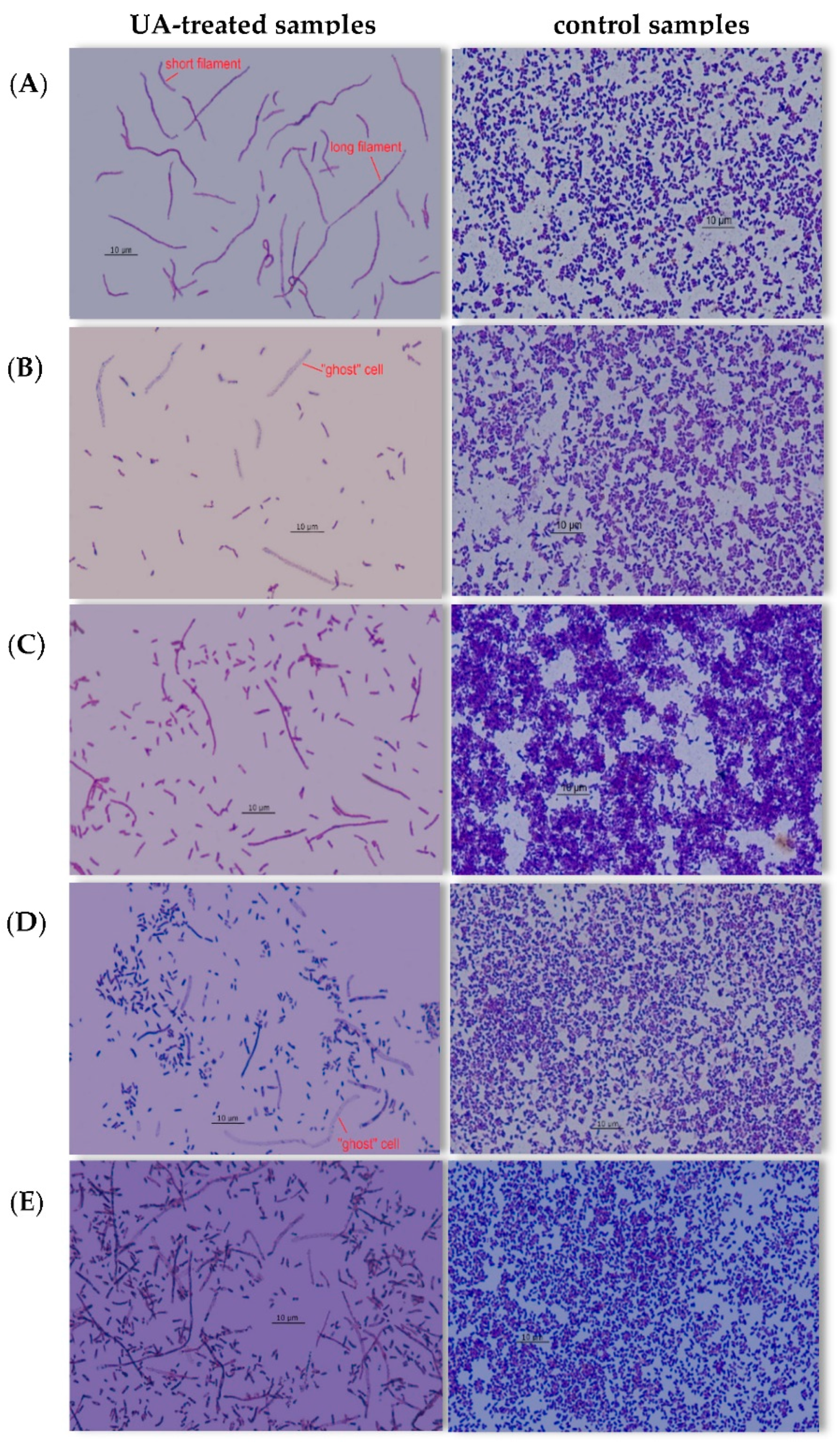 Pharmaceutics 14 01691 g005