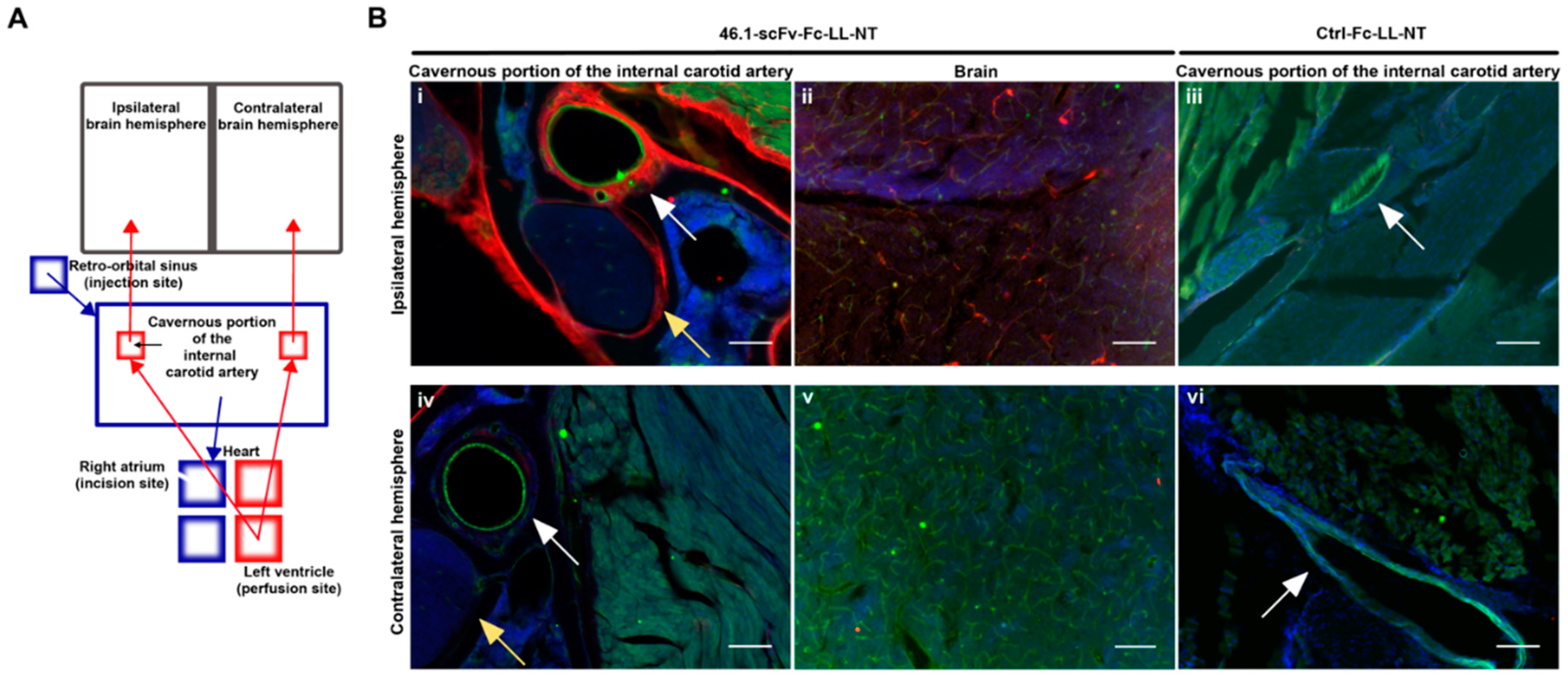 Pharmaceutics 14 01706 g004