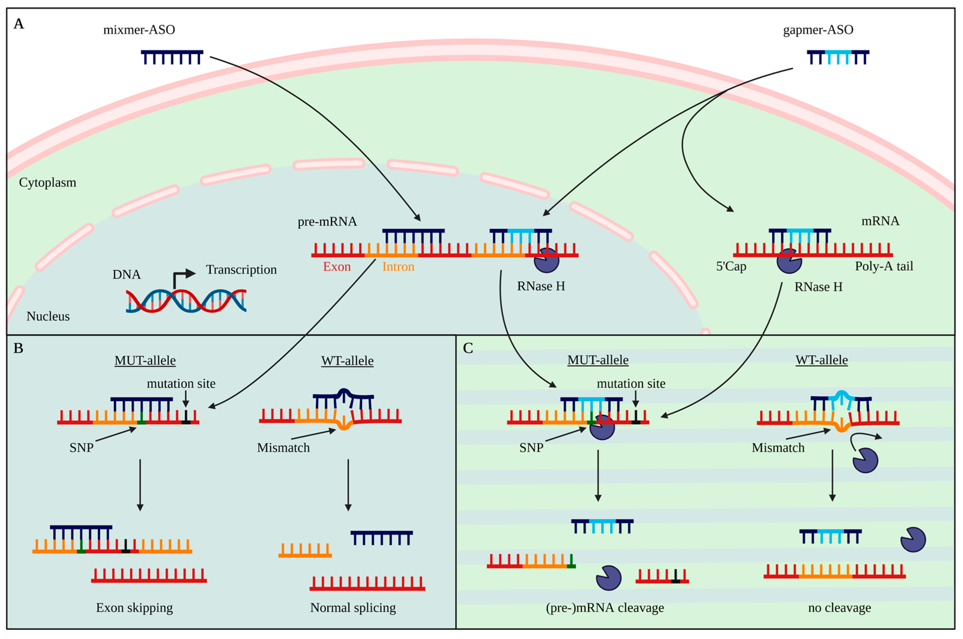 Pharmaceutics 14 01708 g001 Pharmaceutics 14 01708 g001