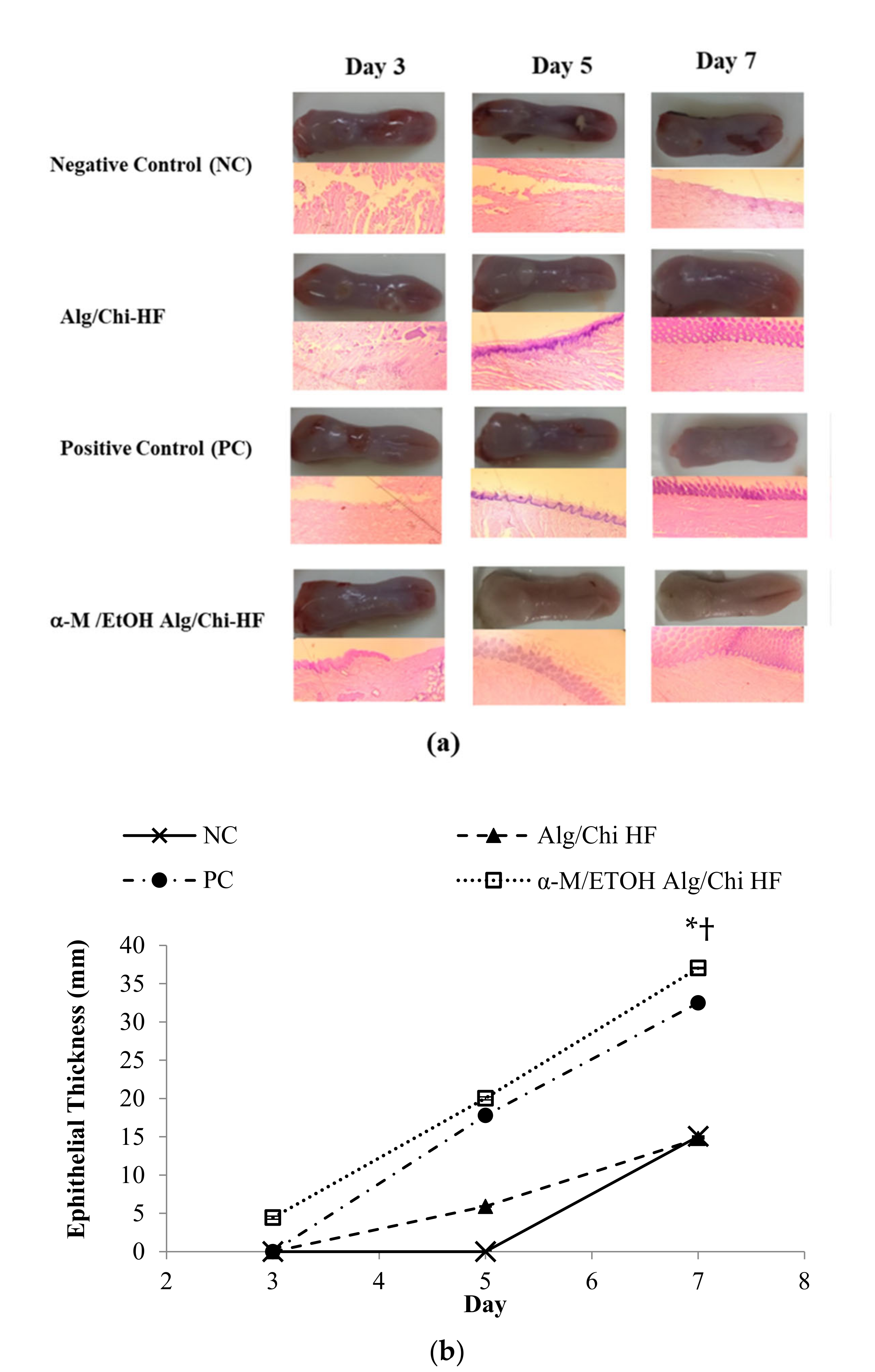 Pharmaceutics 14 01709 g009 Pharmaceutics 14 01709 g009