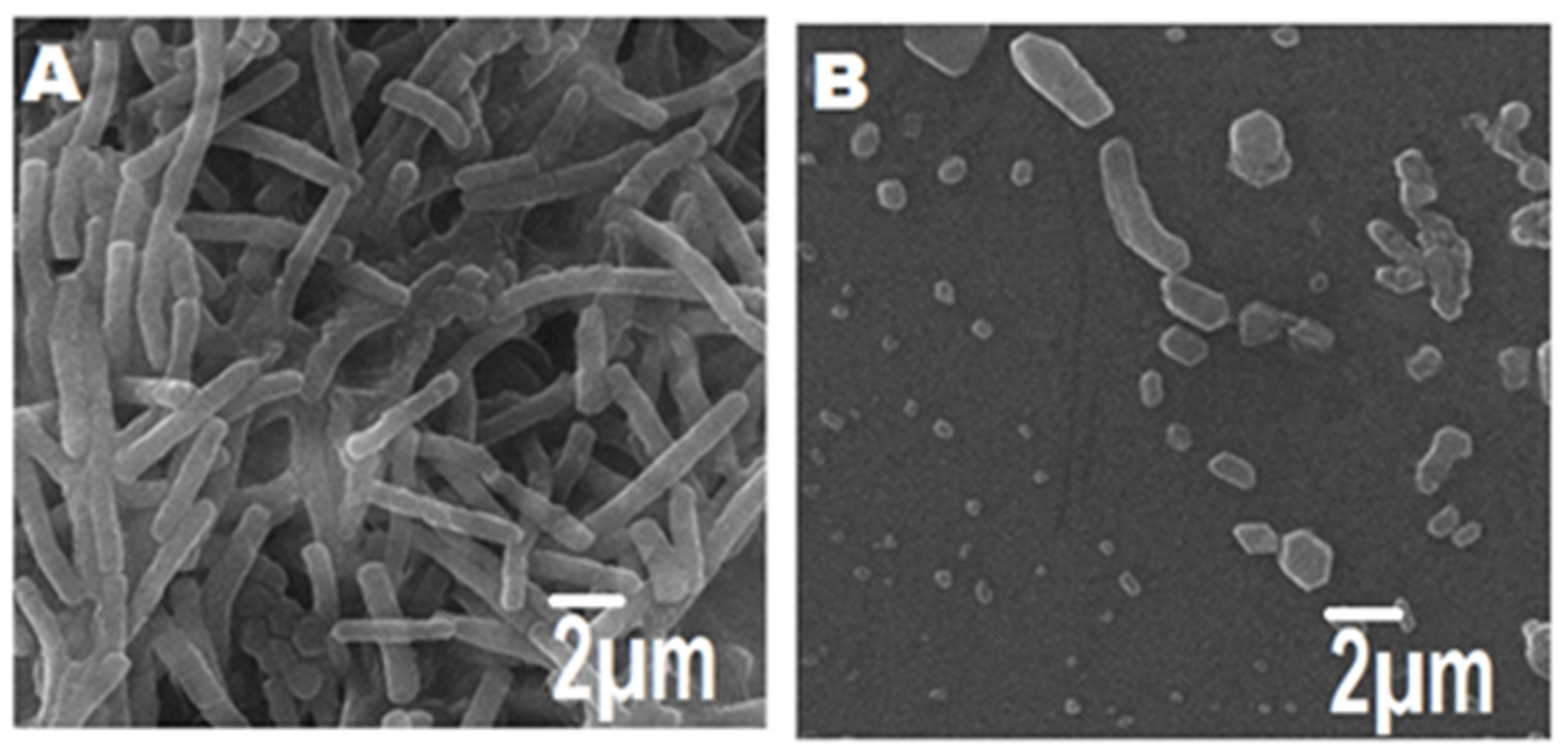 Pharmaceutics 14 01719 g009 550